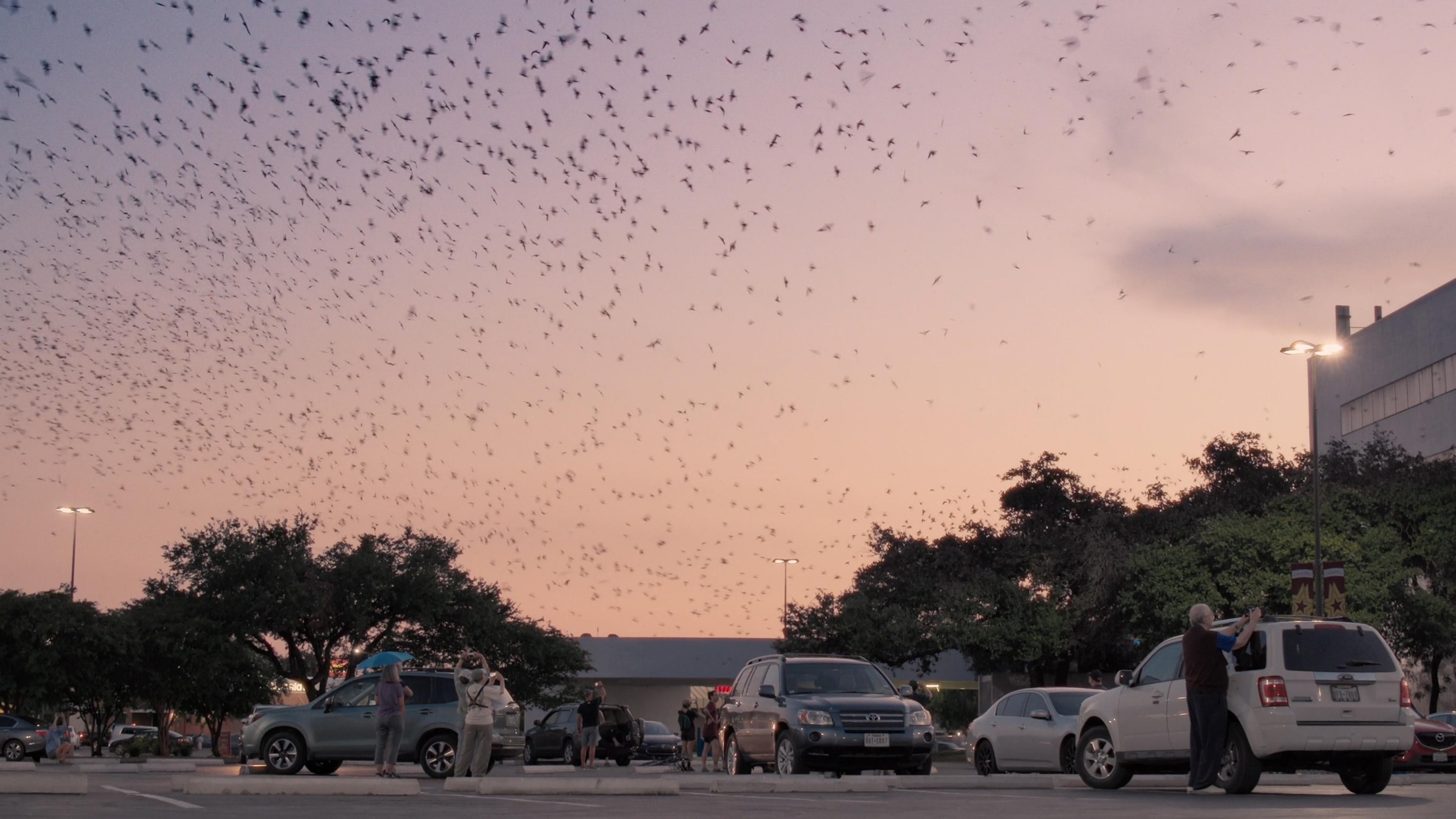 A large flock of birds fills the sky at dusk over a car park, where people with binoculars observe them from beside their vehicles.