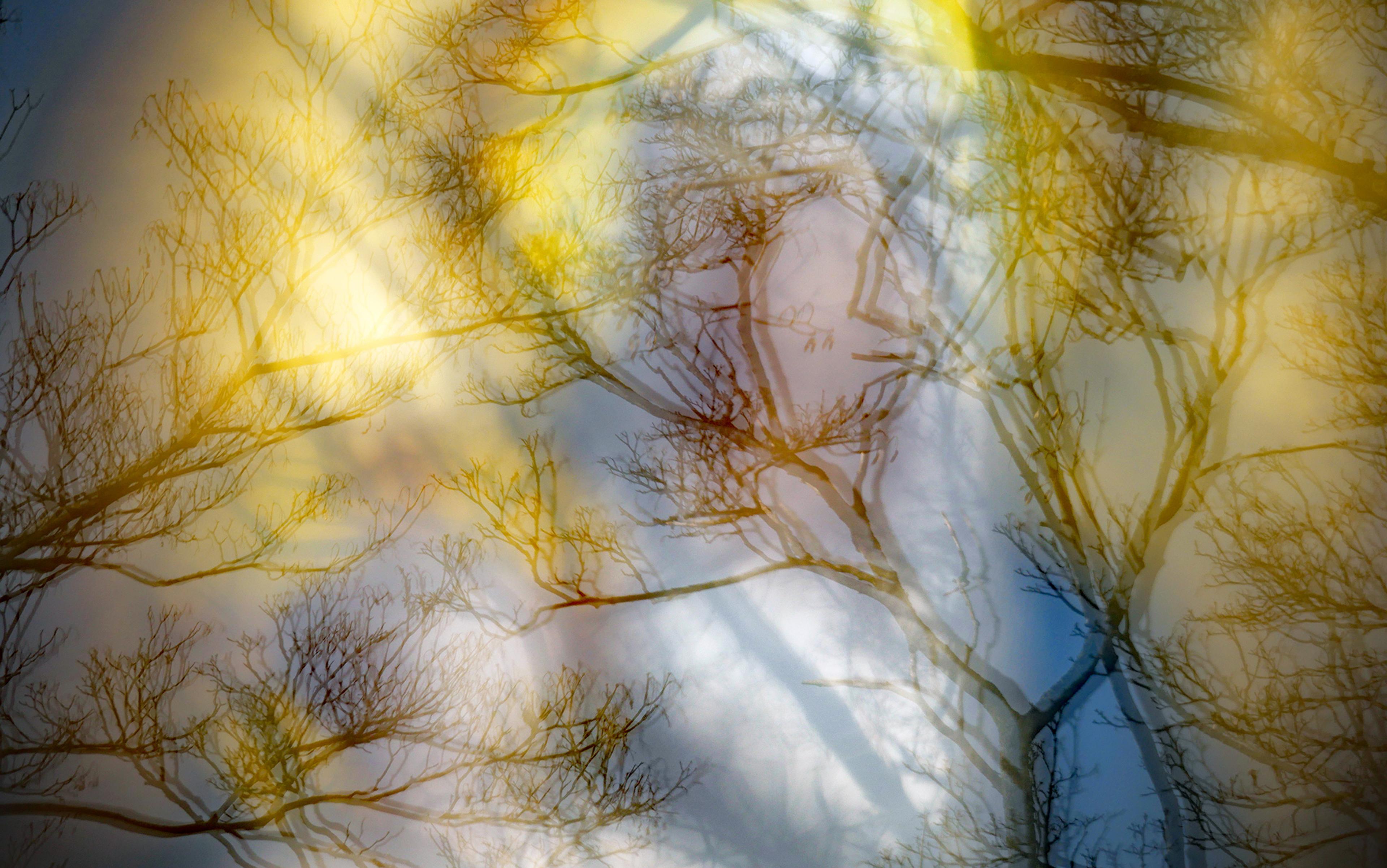 Abstract photo of tree branches with a dreamy overlay of yellow and blue light creating a soft, ethereal effect.