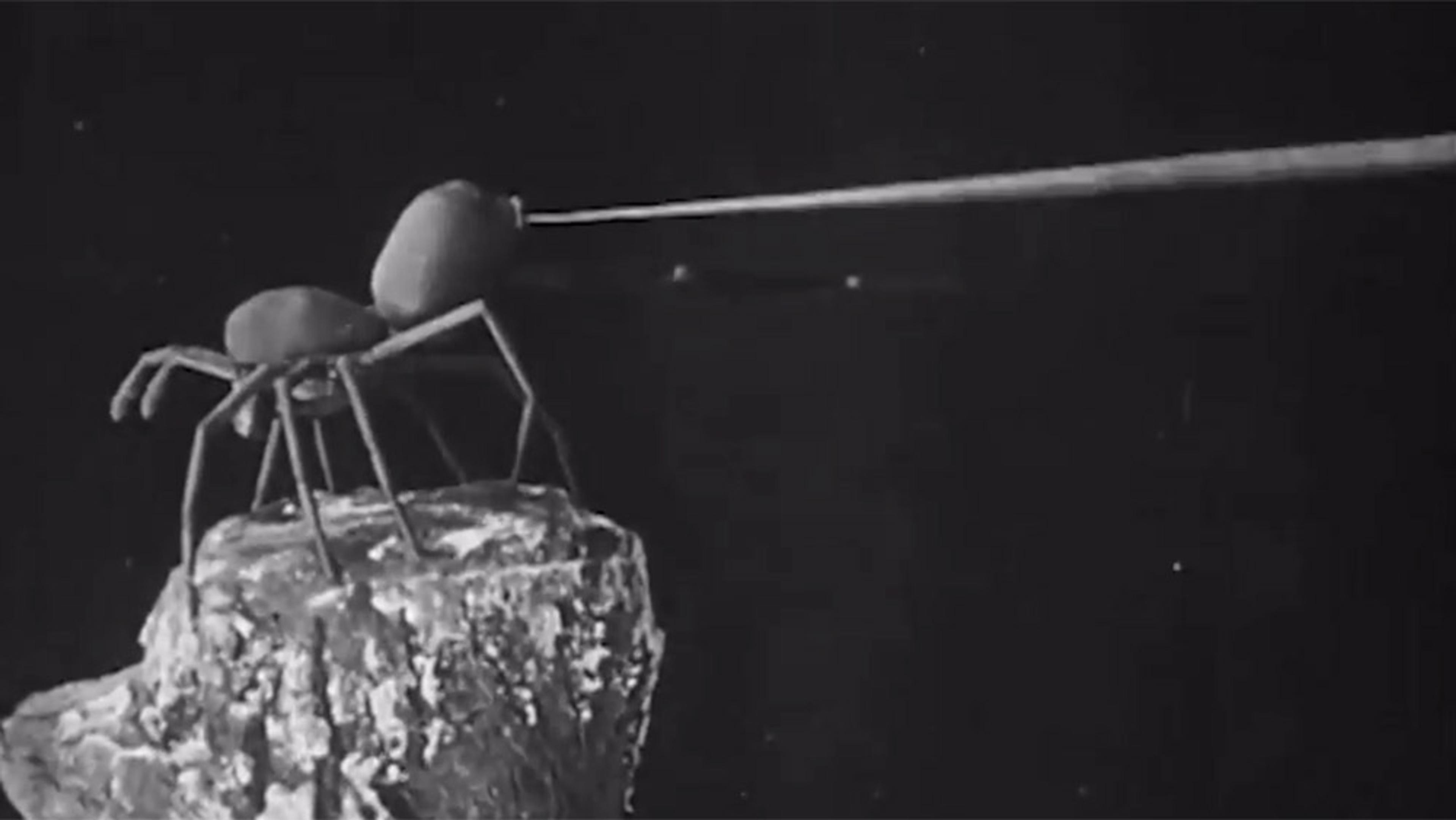 Black and white image of a stop-motion ant figure being manipulated by a fine rod, standing on a textured rock.