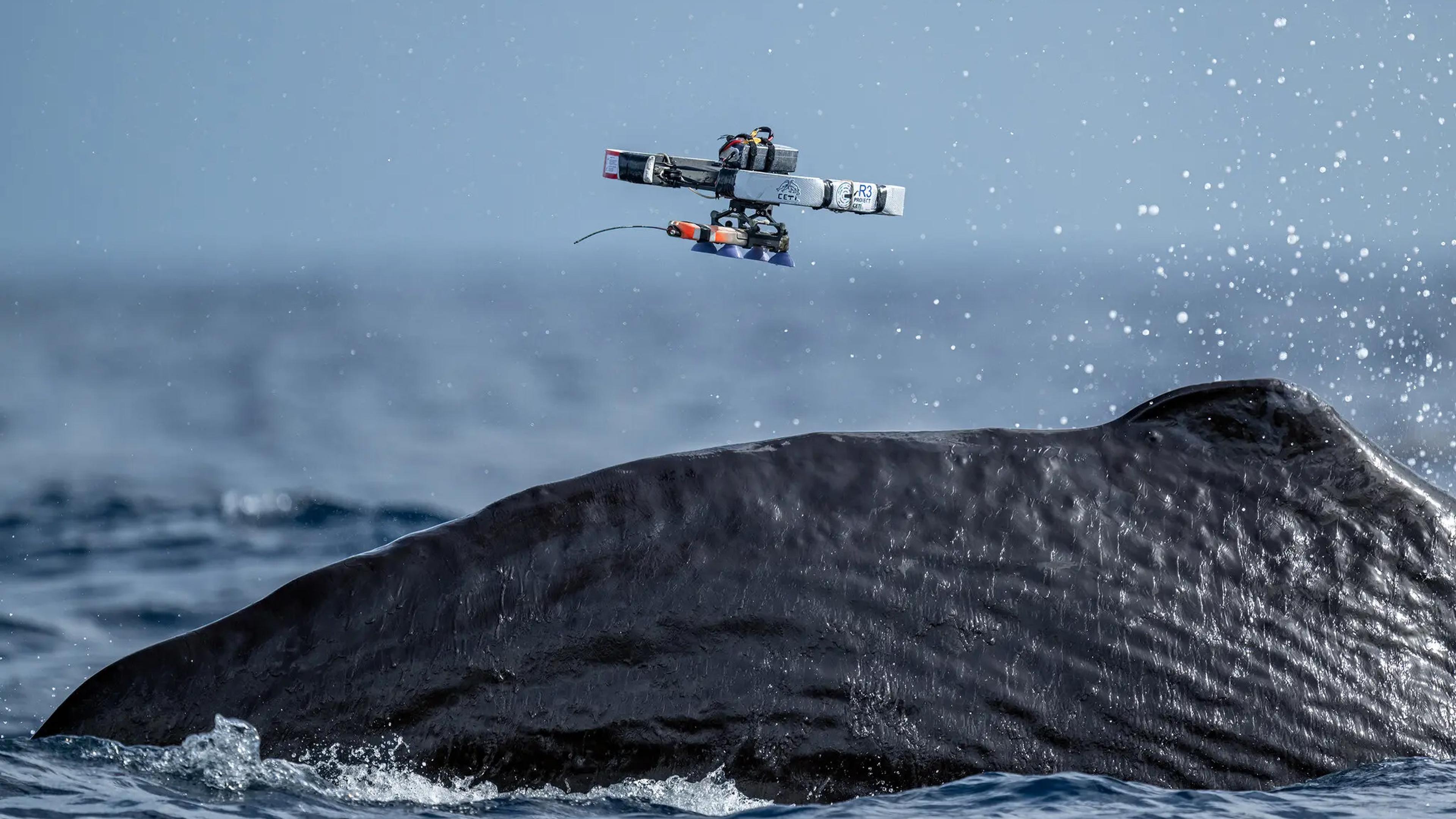 A drone flying above a whale’s surfaced back in the ocean with water droplets in the air.