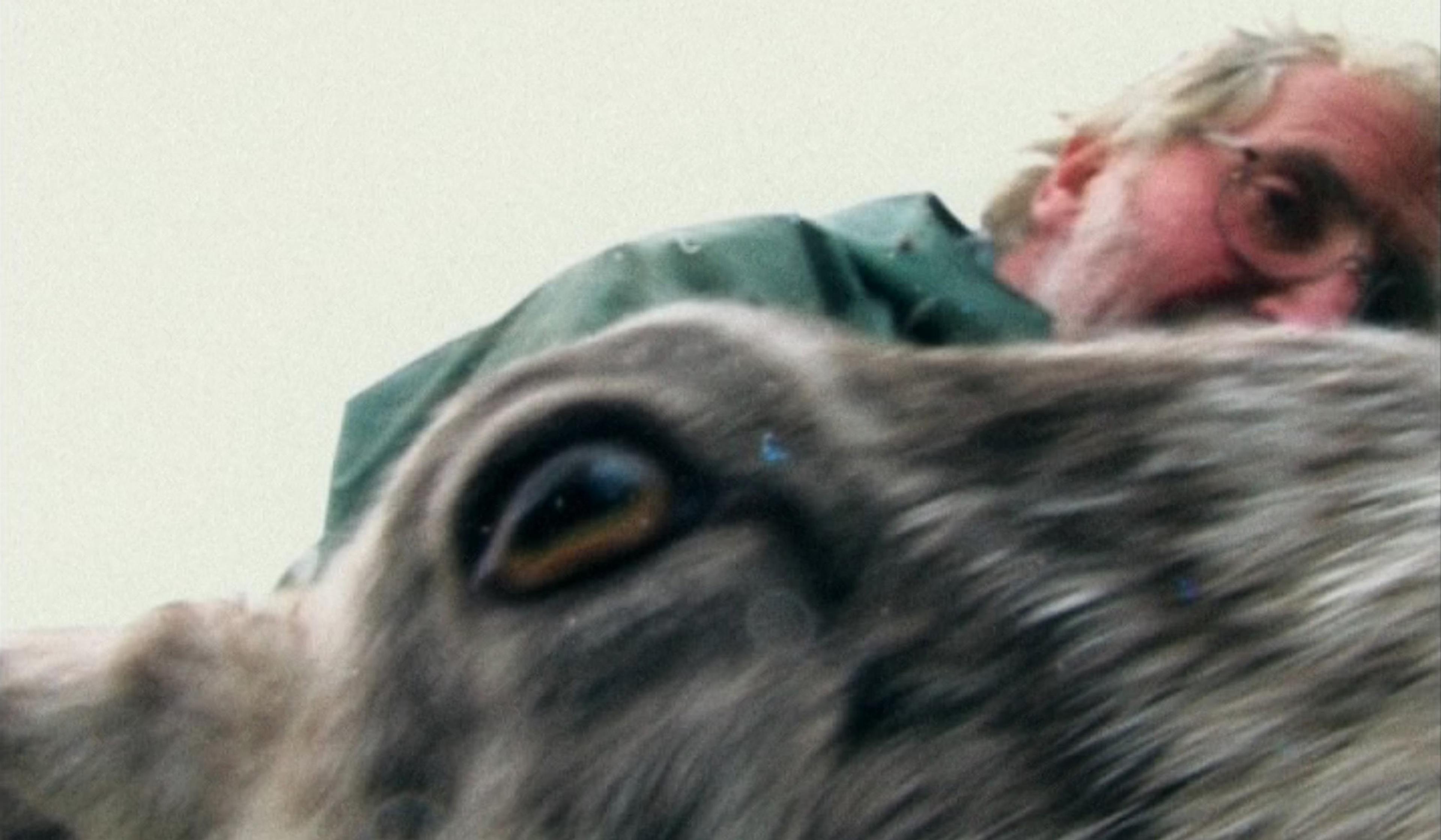A close-up of a grey sheep’s eye with an elderly man in a green coat and glasses blurred in the background.