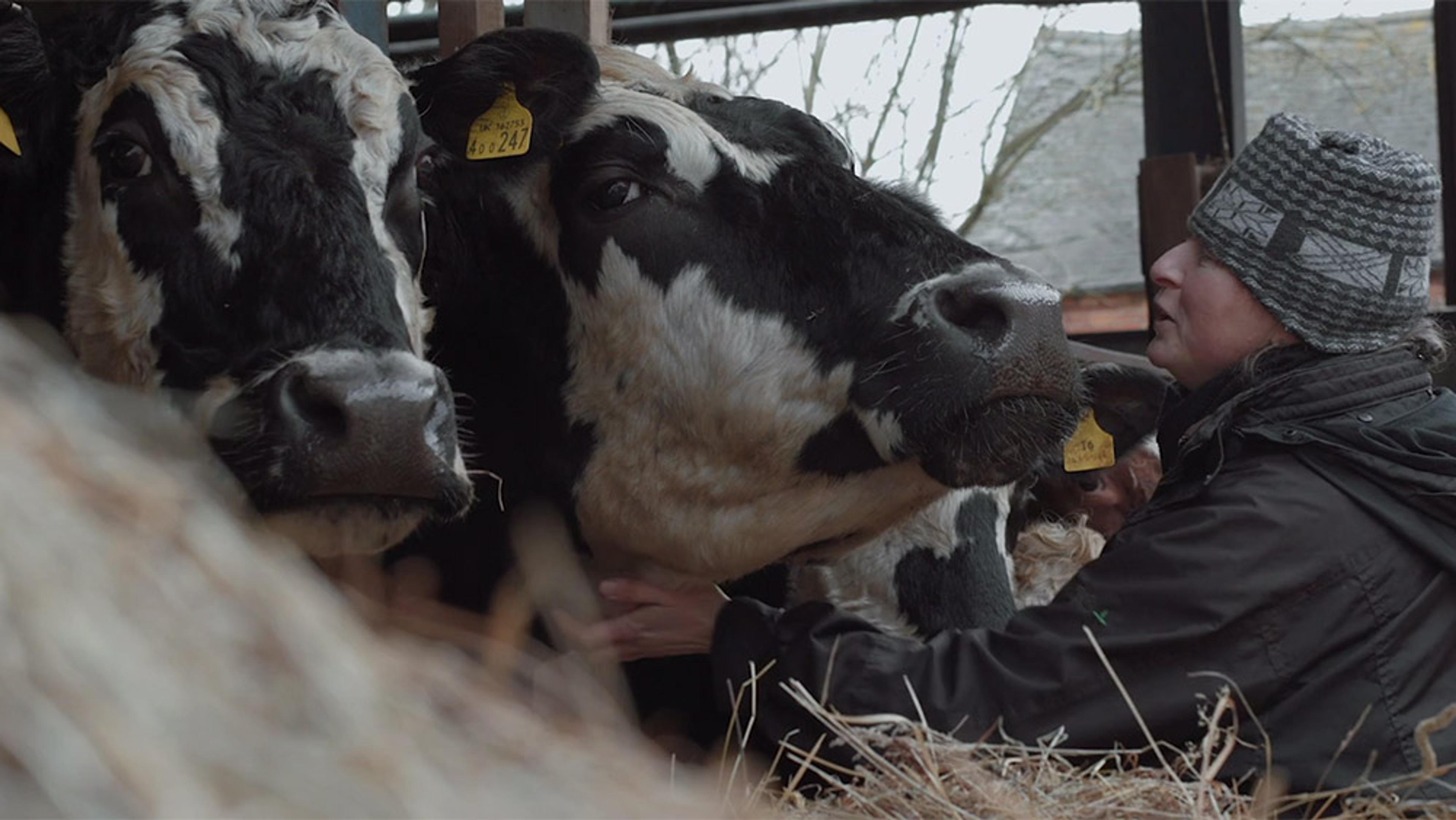 A person in a woolly hat petting two black and white cows in a barn, with hay visible in the foreground.