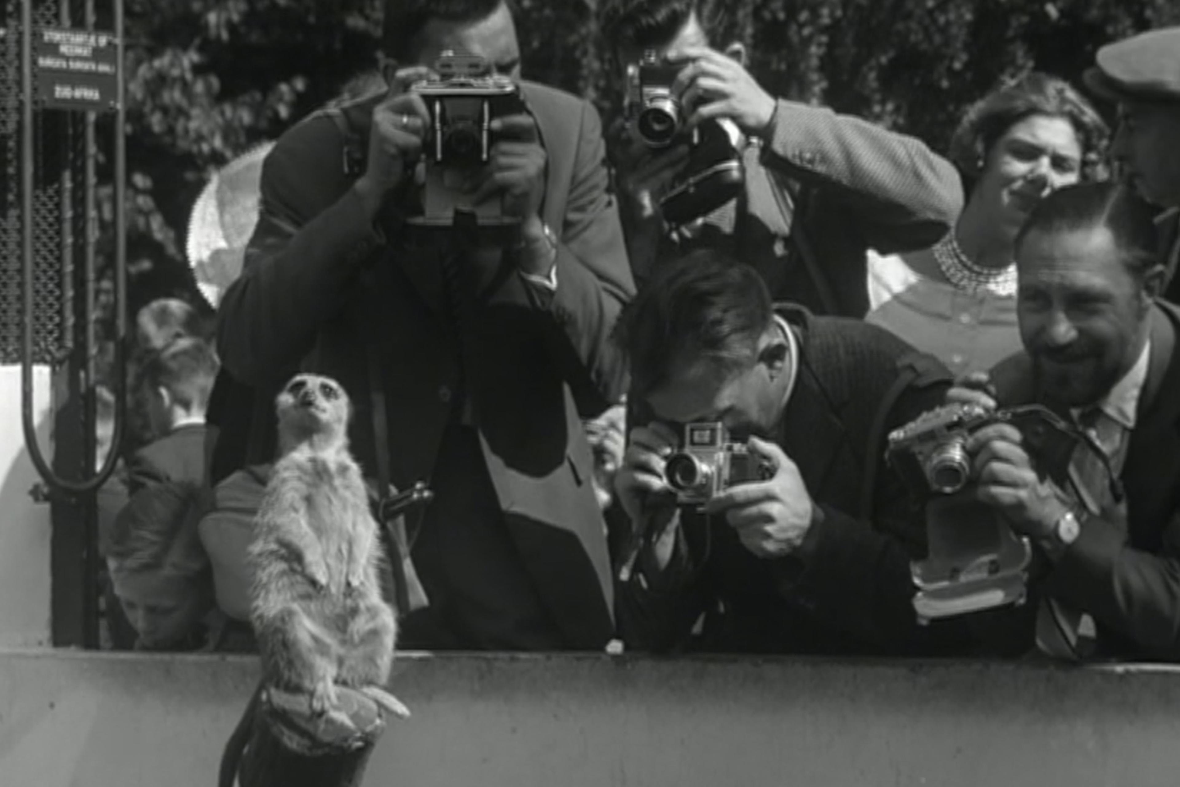 Black-and-white photo of photographers taking pictures of a meerkat at a zoo, with onlookers in the background.