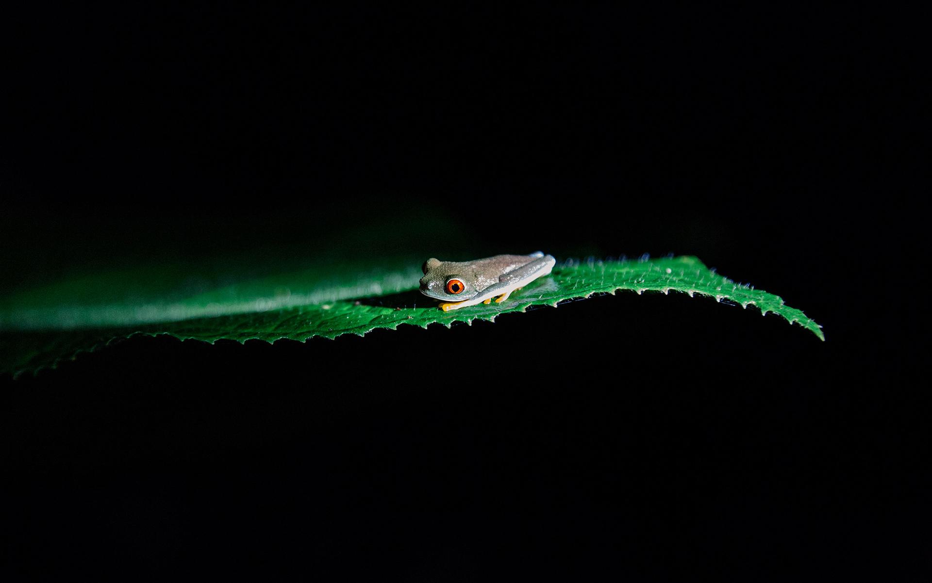 红眼树蛙，靠近哥斯达黎加的阿雷纳尔火山。摄影：Ben Roberts/Panos Pictures