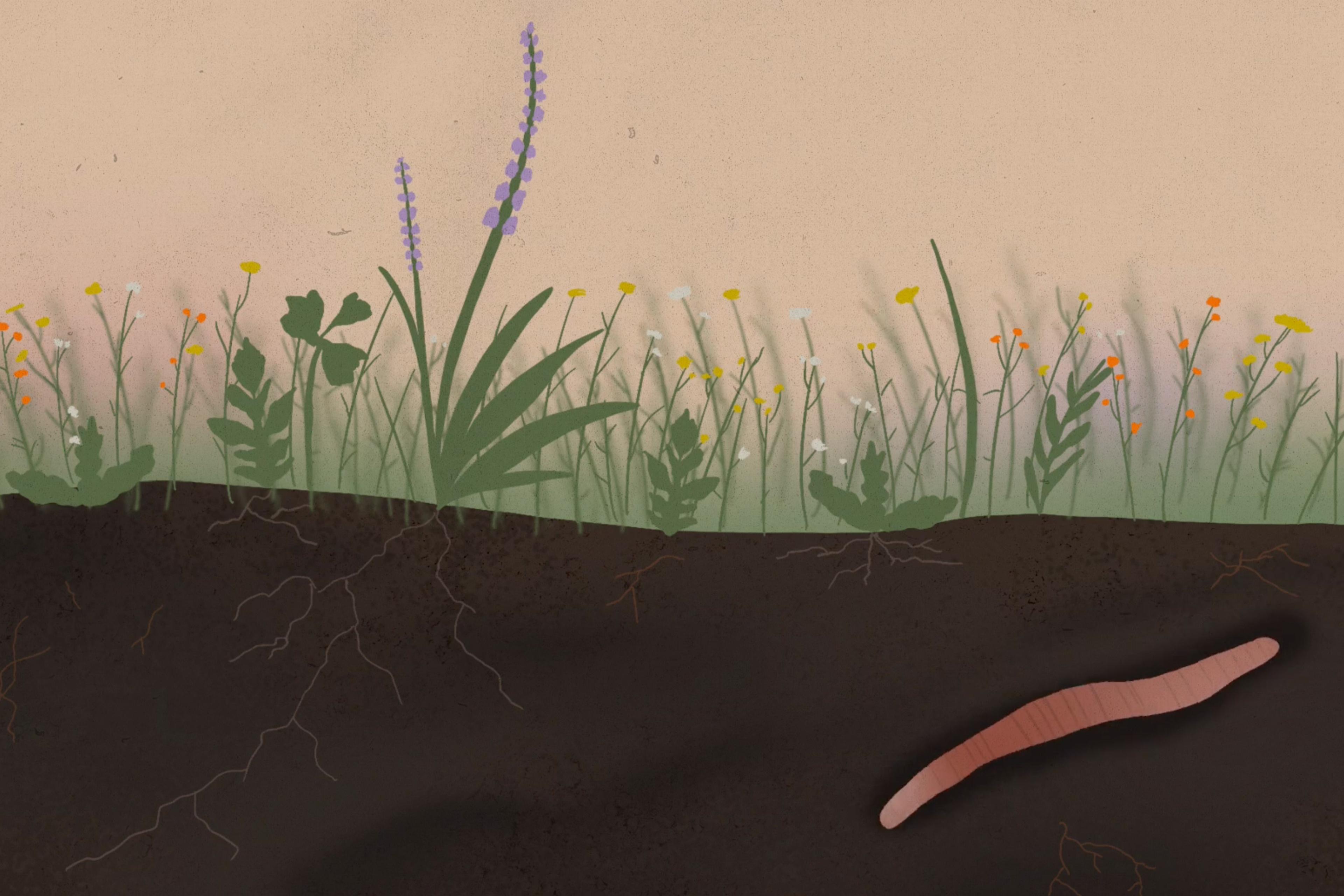 Illustration of a worm underground beneath grass and wildflowers showing roots in a cross-section view.