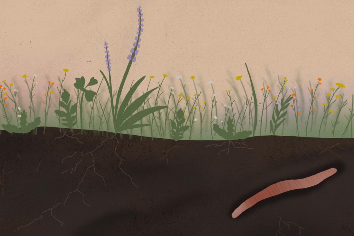 Illustration of a worm underground beneath grass and wildflowers showing roots in a cross-section view.