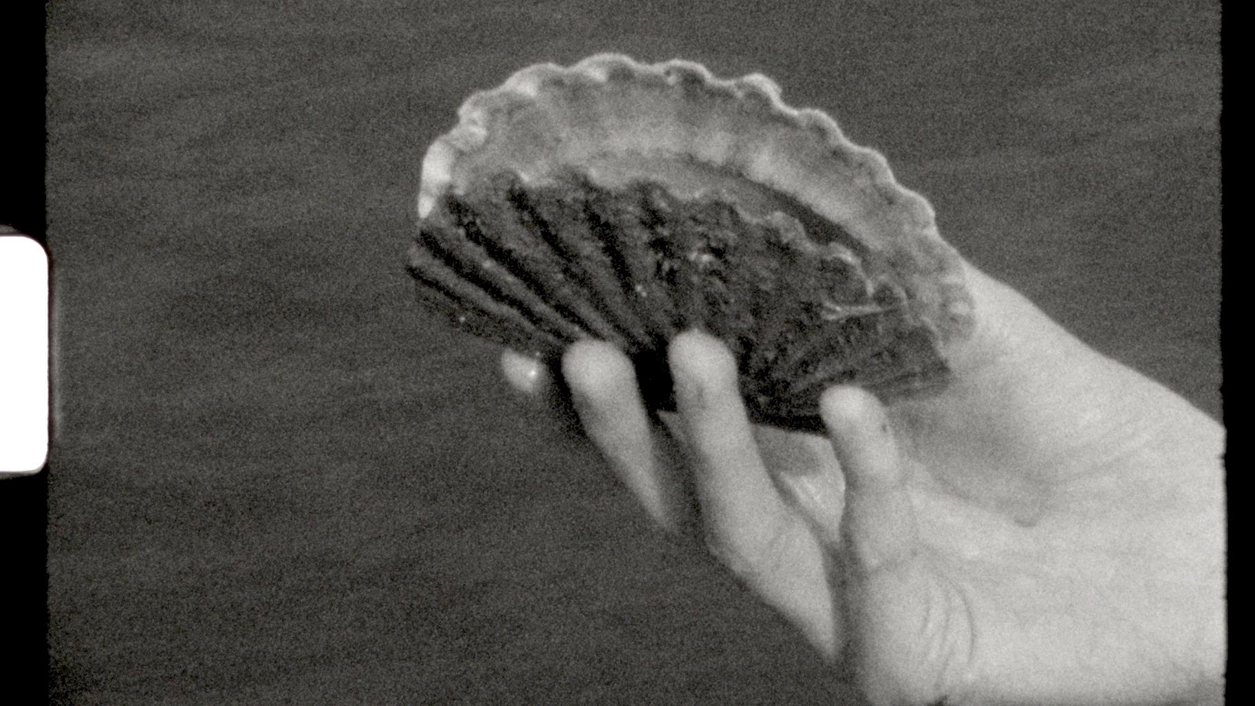 Black and white photo of a hand holding a scallop shell. The background is blurred and the shell shows detailed texture.