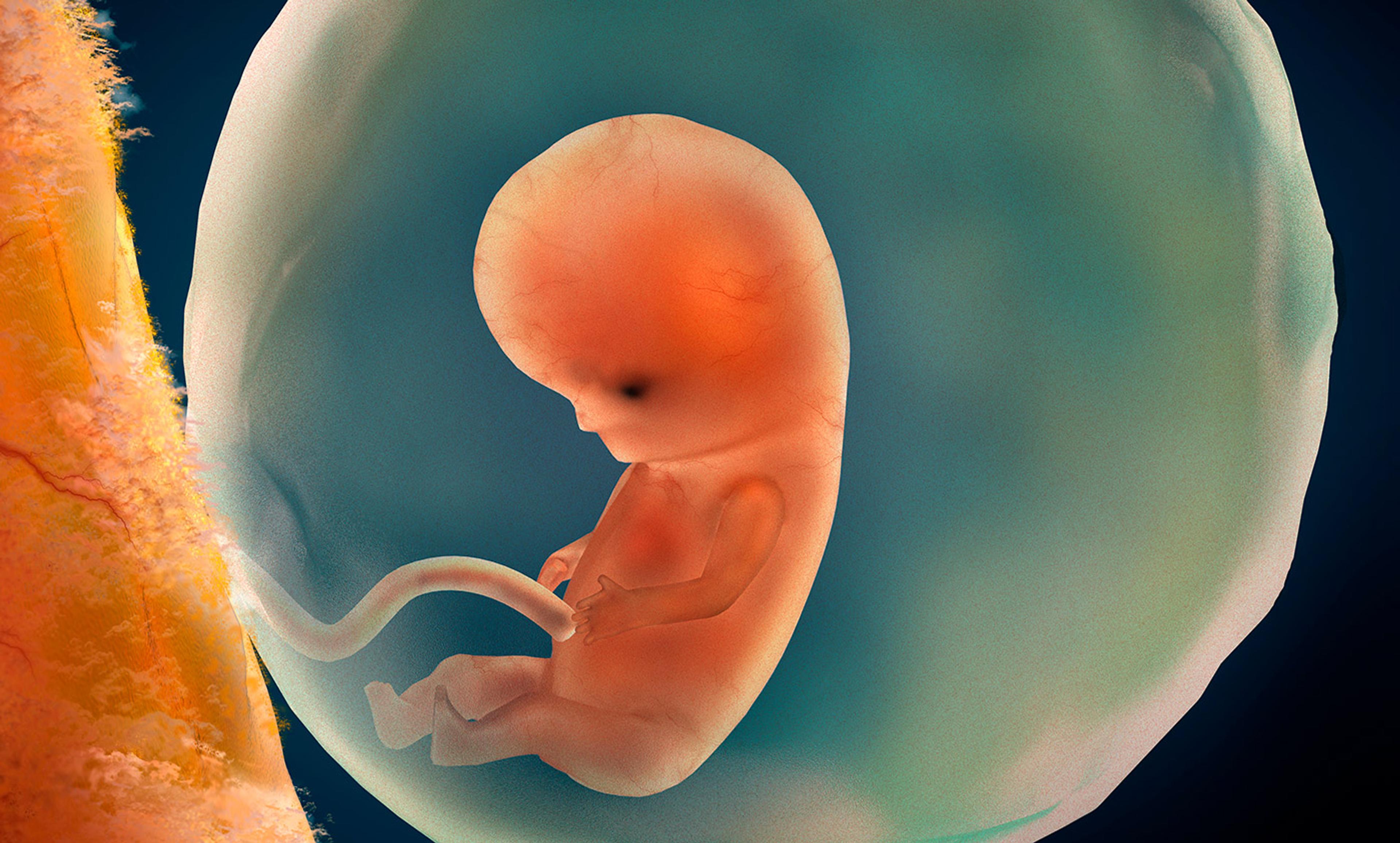 <p>A medical illustration of a 9 week old human foetus. <em>Photo by Stocktrek/Getty</em></p>