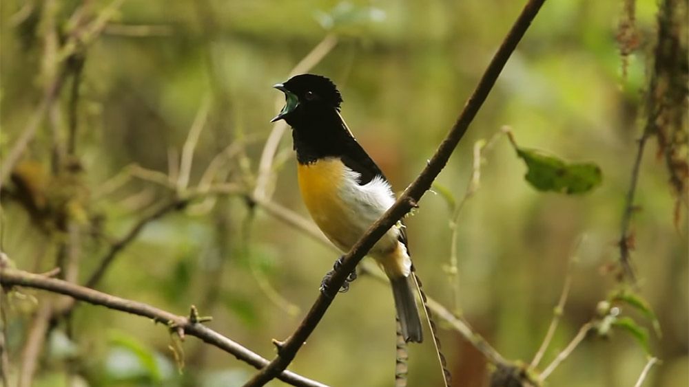 This bird-of-paradise in New Guinea sounds like something from