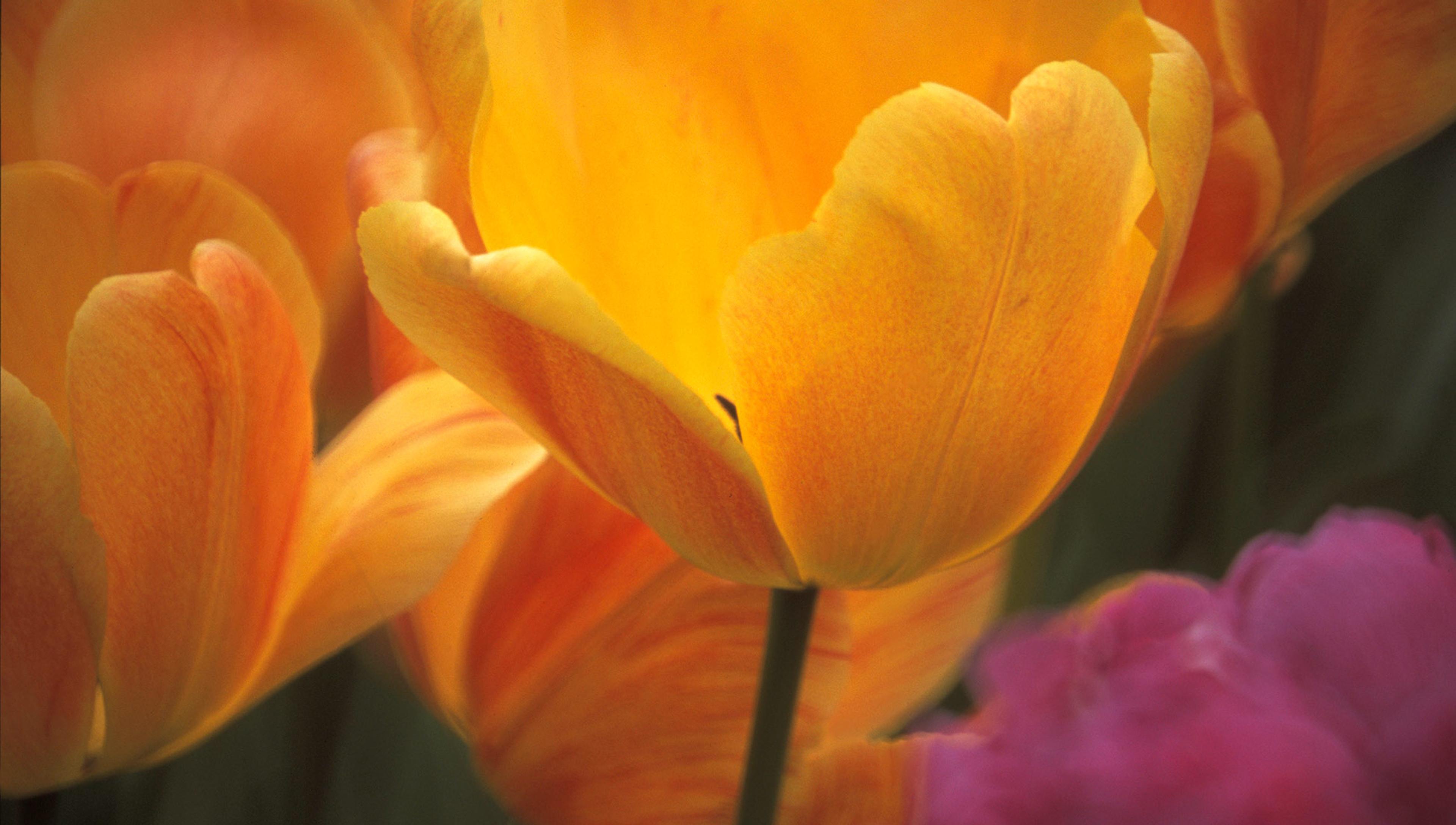 A close up of a vibrant yellow-gold tulip flower