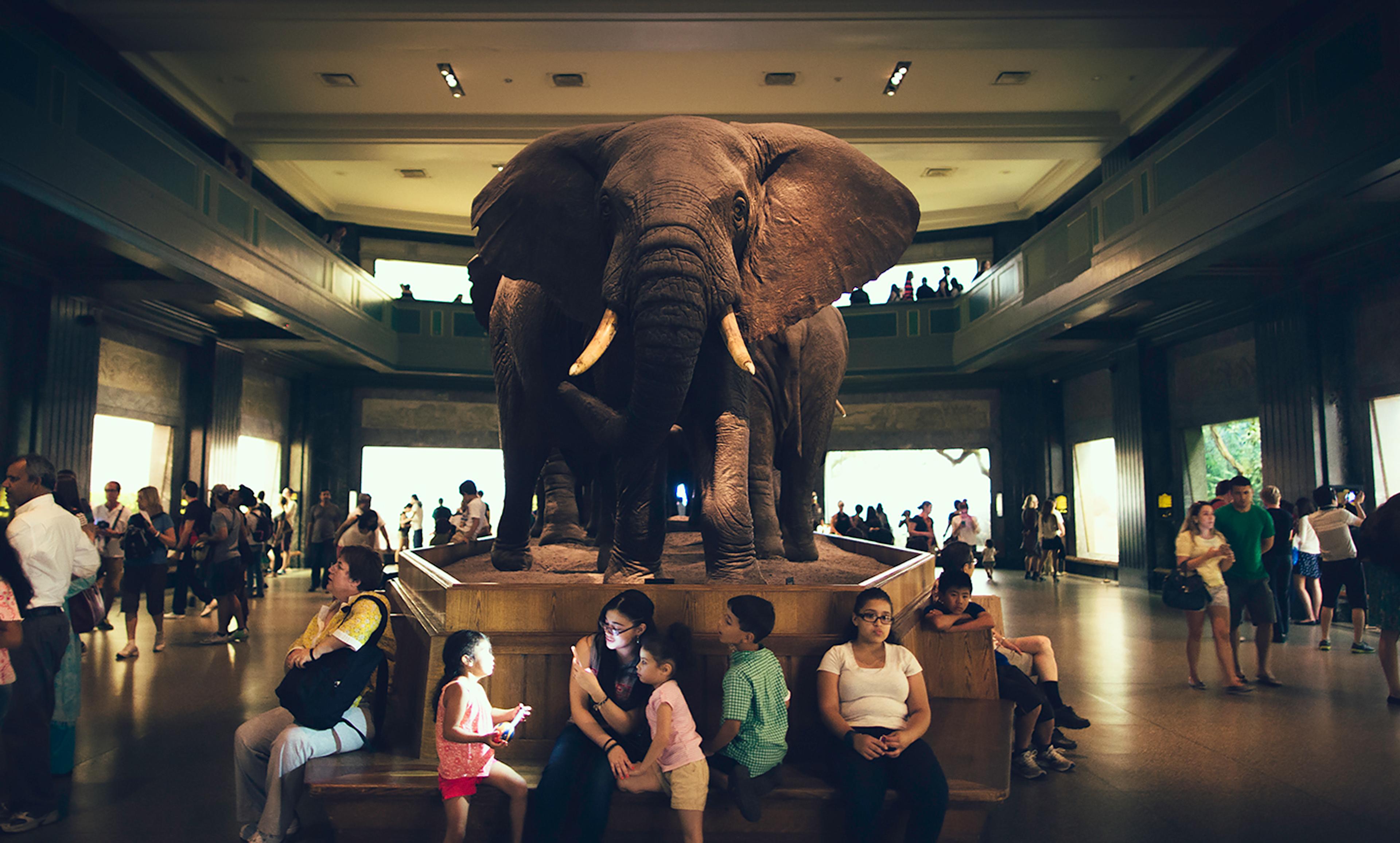 A museum exhibit featuring a life-sized elephant statue surrounded by people, some sitting on benches, others walking around.