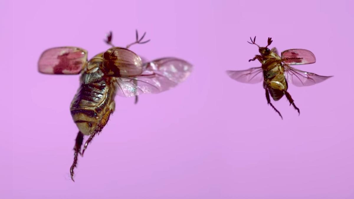 Two beetles with translucent wings flying against a pink background.