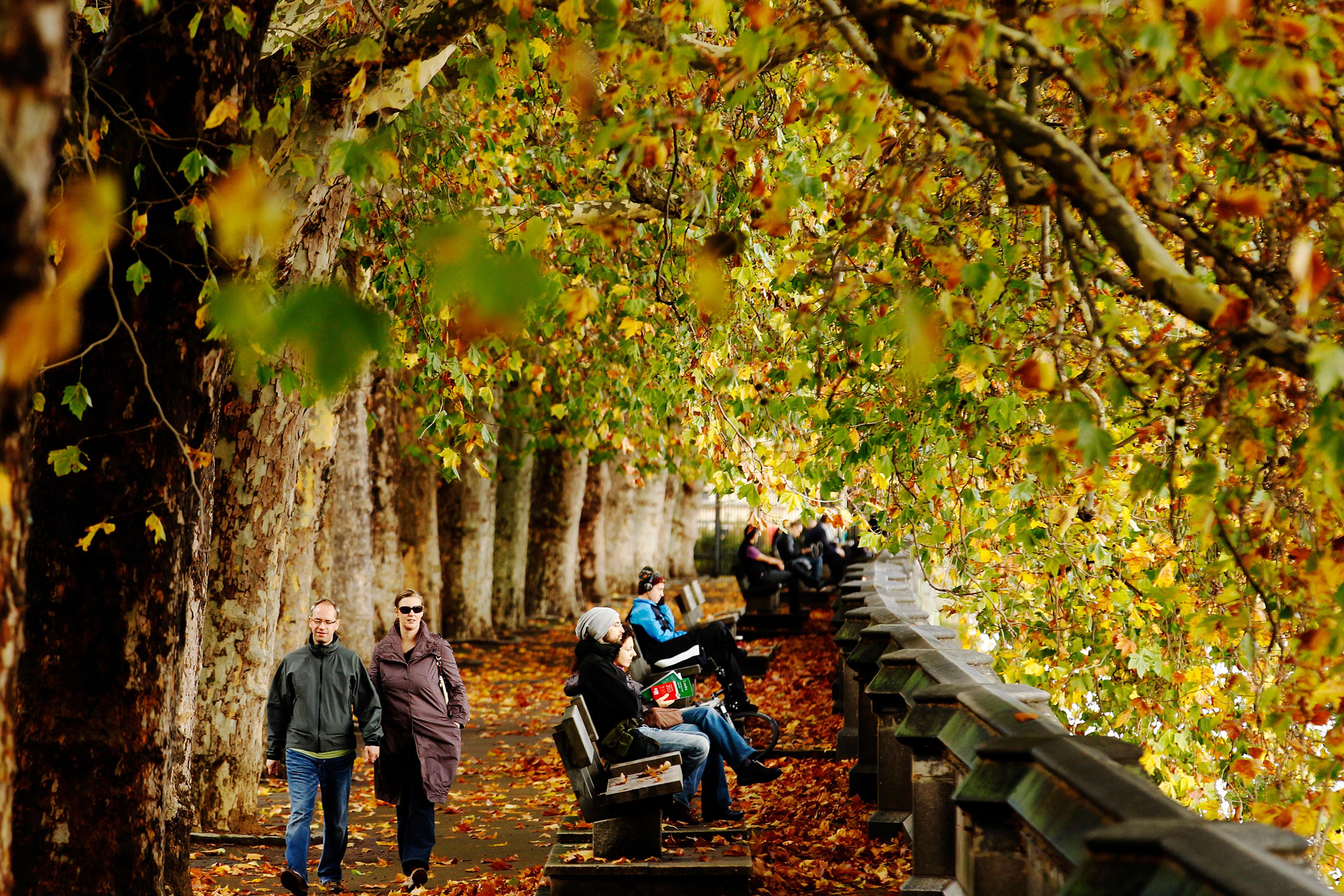 A tree-lined path in autumn with people walking and sitting on benches, covered by colourful foliage.