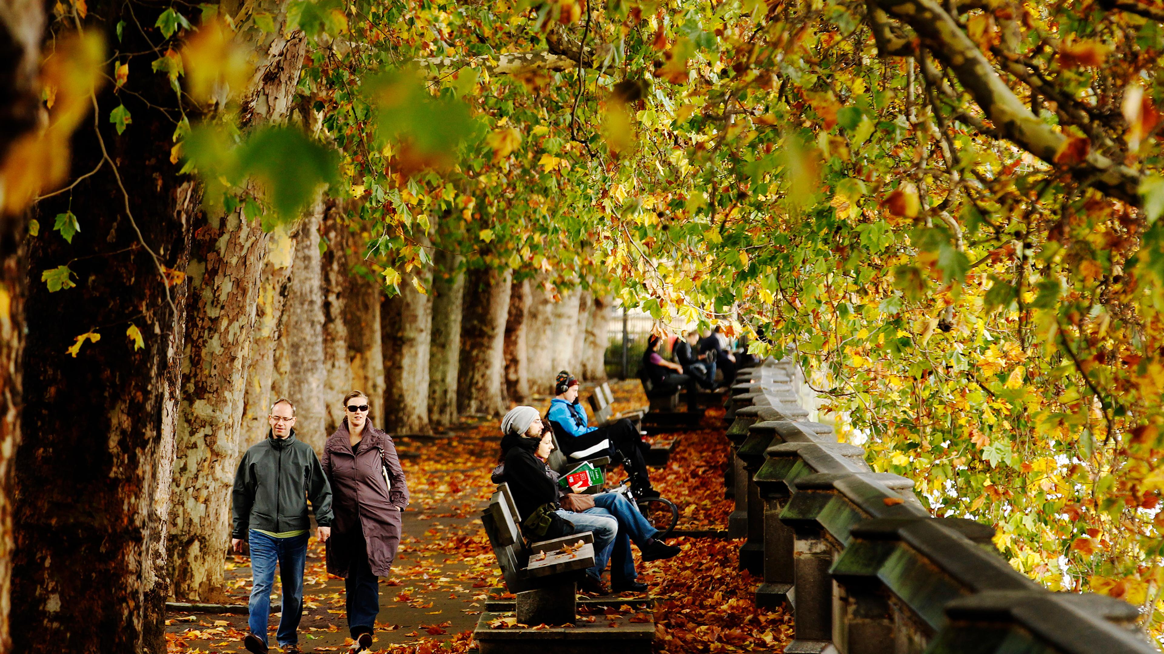 A tree-lined path in autumn with people walking and sitting on benches, covered by colourful foliage.