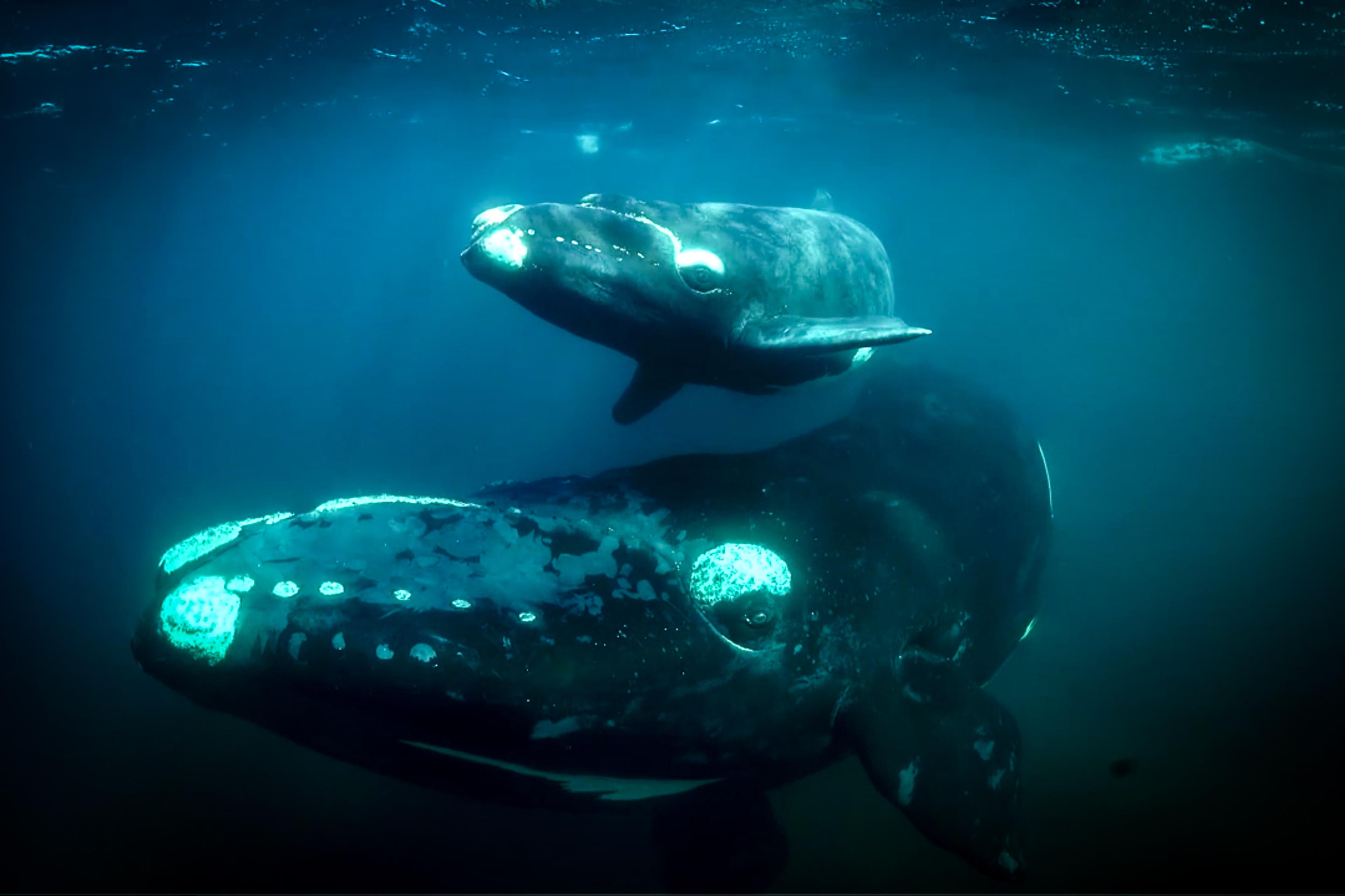 Underwater photo of a mother whale swimming with her calf in deep blue ocean water.