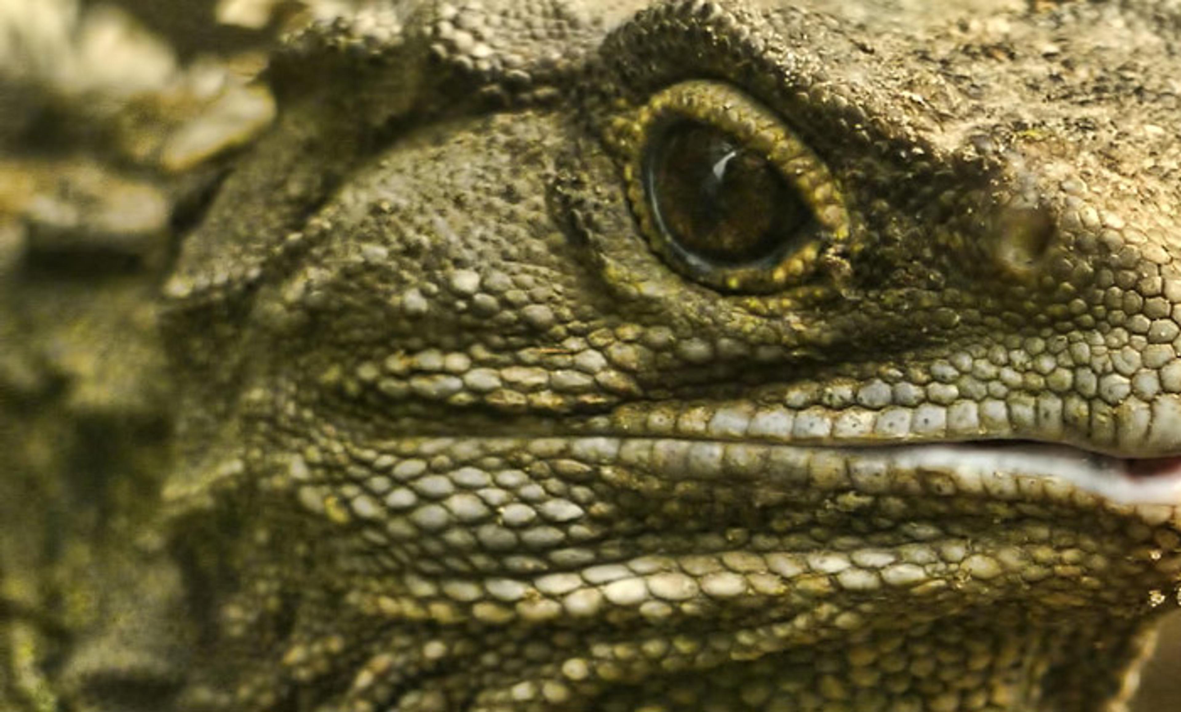 Close-up photo of a reptile’s face showing textured scales and a detailed eye. The reptile’s mouth is partially visible on the right.