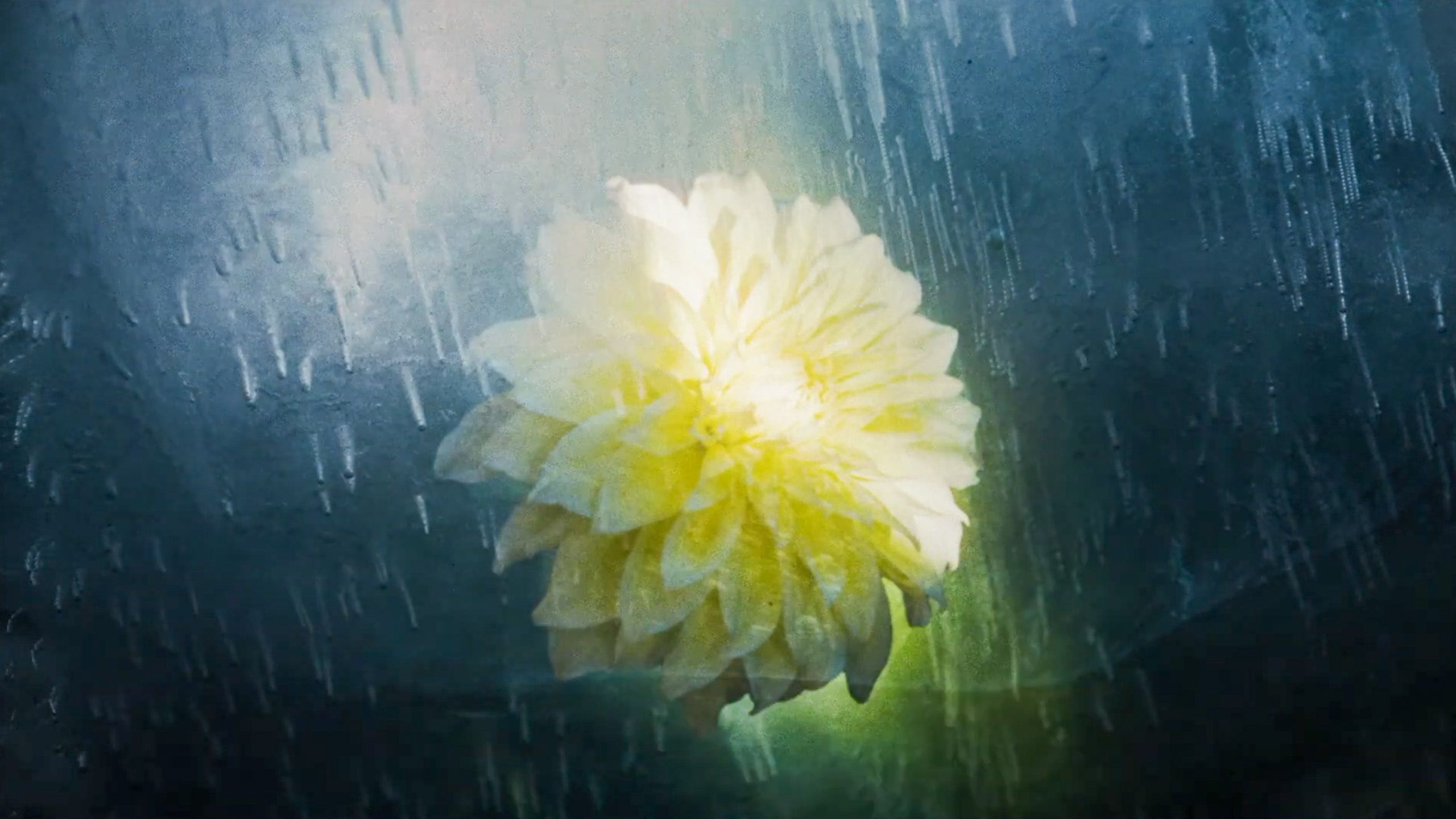 Image of a yellow flower behind a rain-soaked window with streaks of water creating a blurred, dreamy effect.