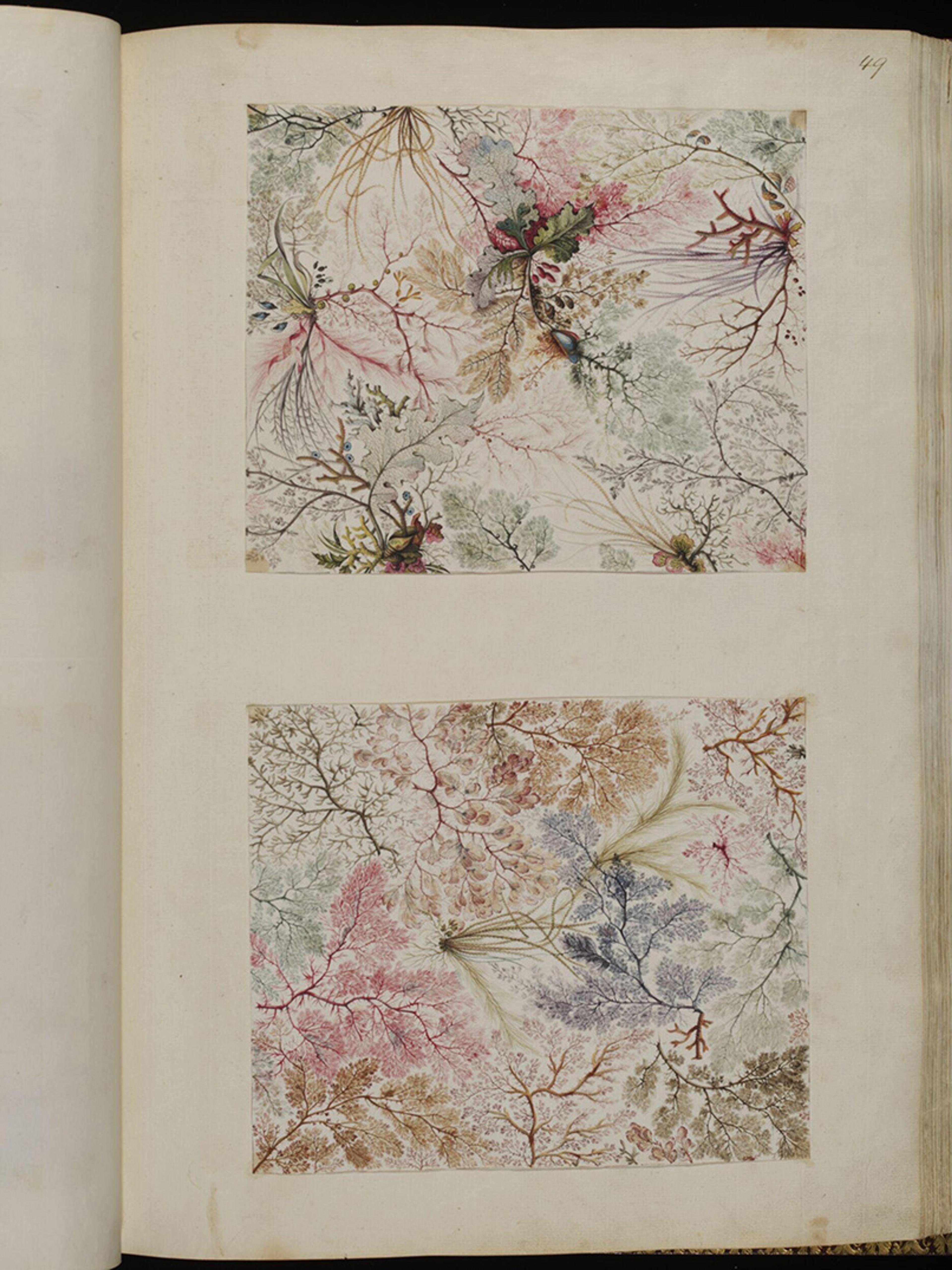 A page from a book showing two botanical illustrations in various colours and detailed patterns.