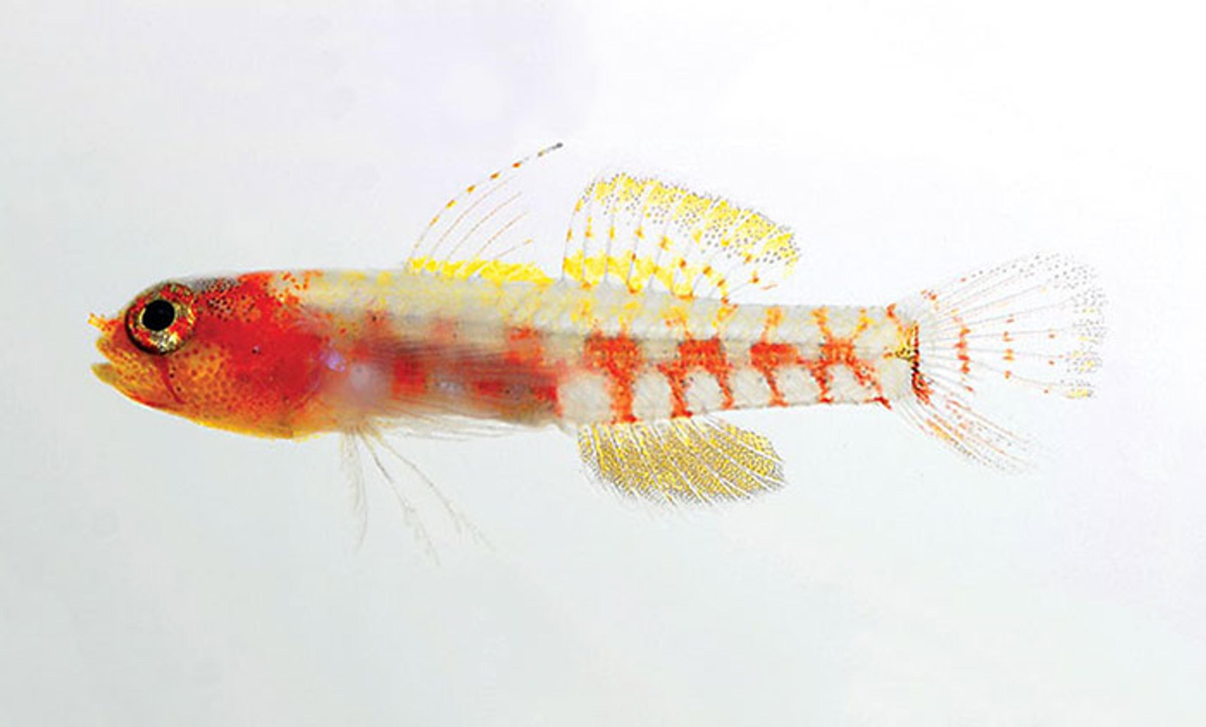 A small, colourful fish with orange, yellow and white patterns on a white background. The fish has large eyes and delicate fins.