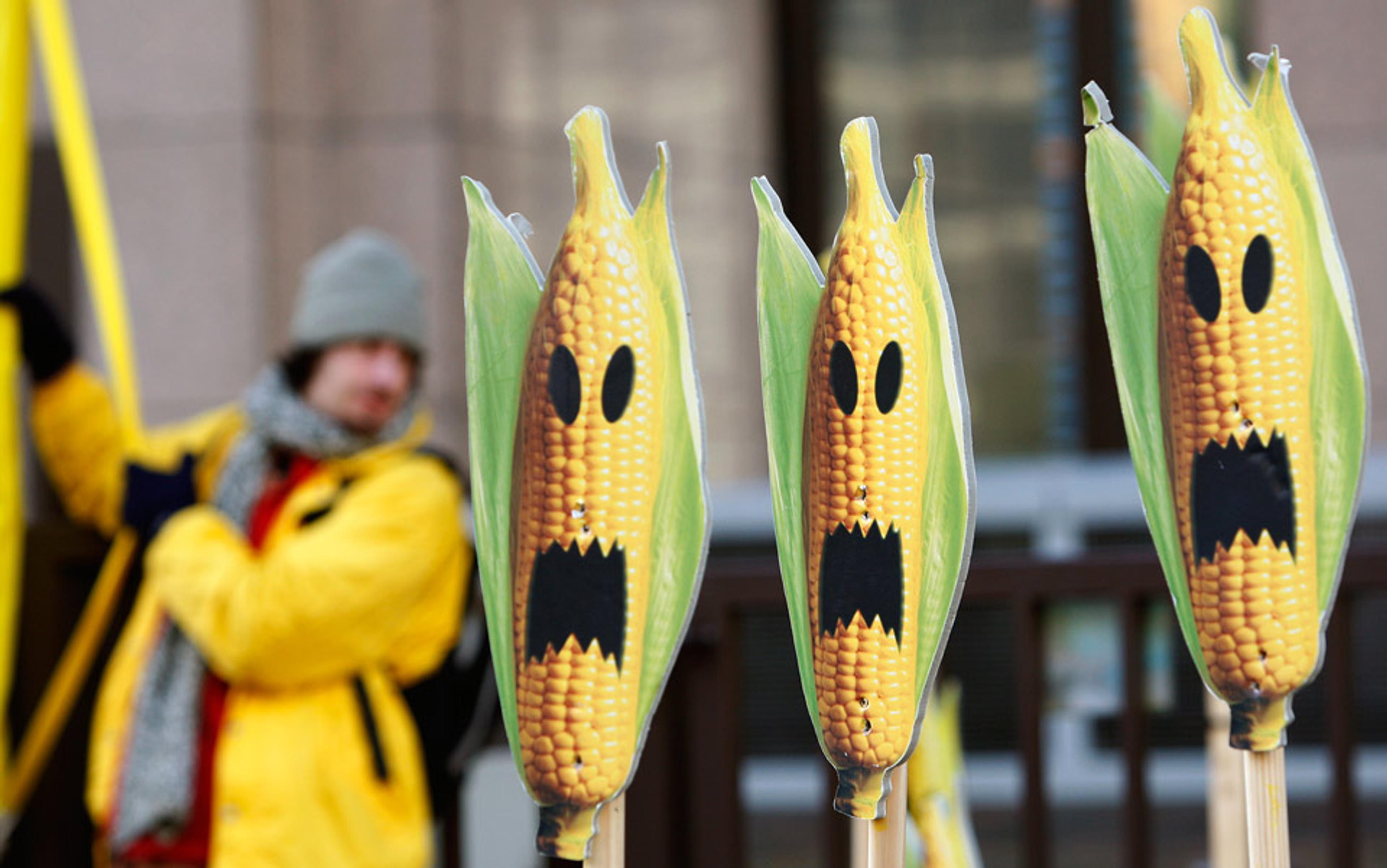 Corn cobs with cartoonish angry faces on signs at a protest. A person in a yellow jacket is blurred in the background.