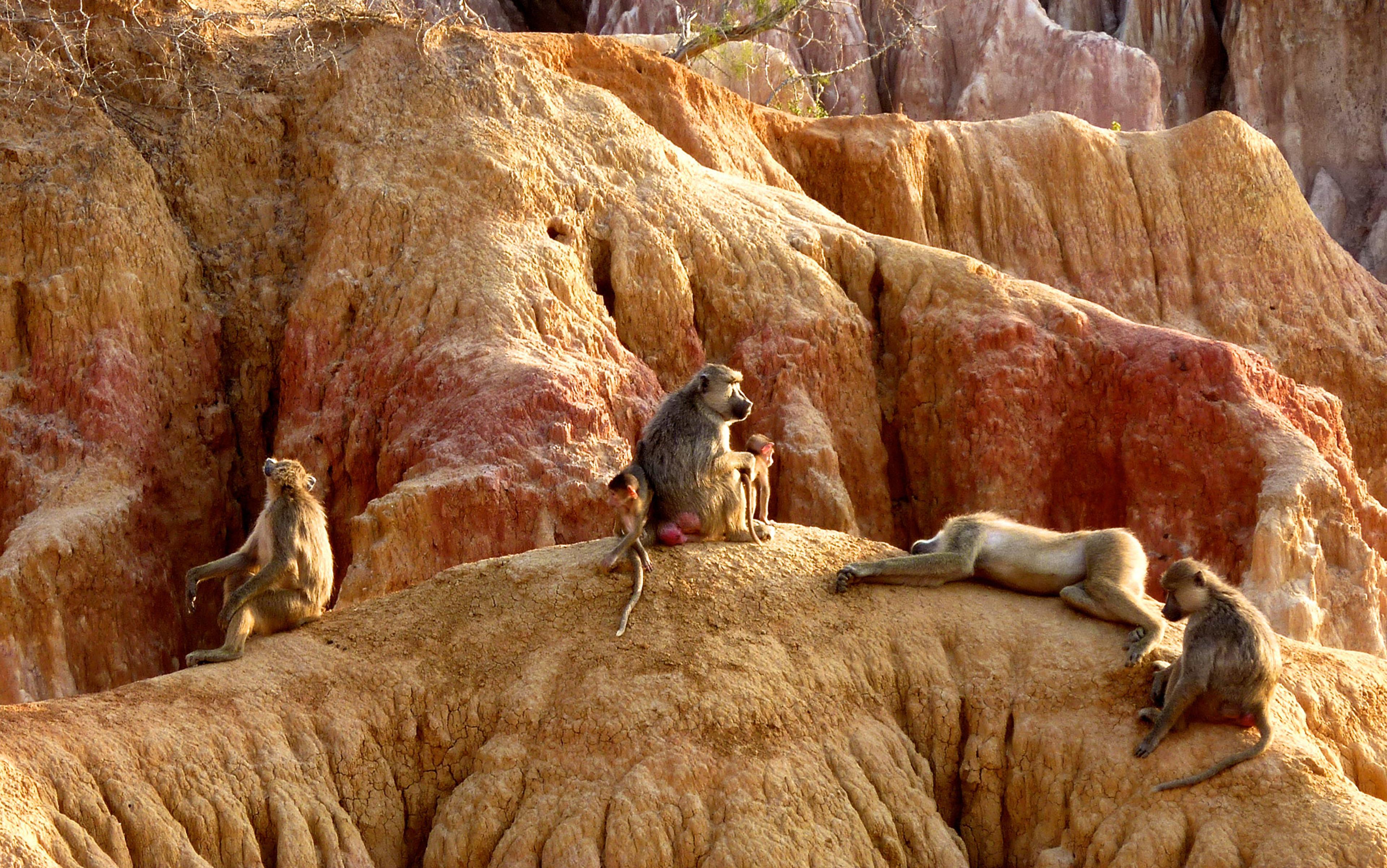 Baboons on a rocky, arid landscape; one sitting with a young baboon, another resting, and two observing their surroundings.