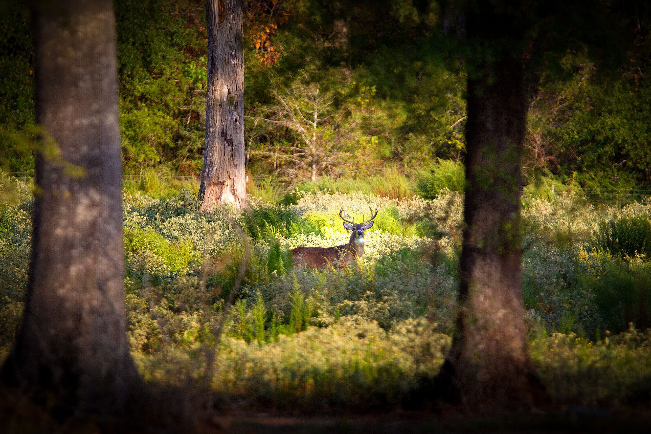 Photo of a deer with antlers in a forest clearing, surrounded by trees and lush greenery, sunlight illuminating its body.