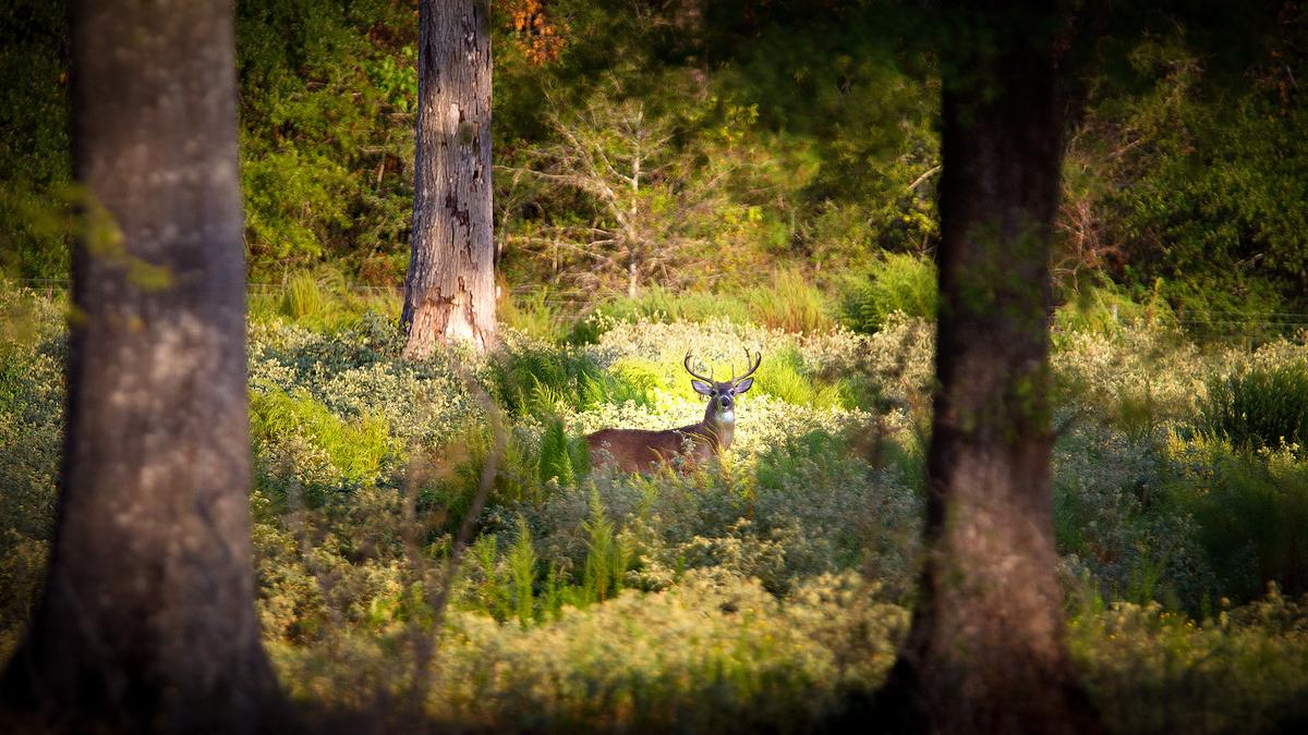 Photo of a deer with antlers in a forest clearing, surrounded by trees and lush greenery, sunlight illuminating its body.