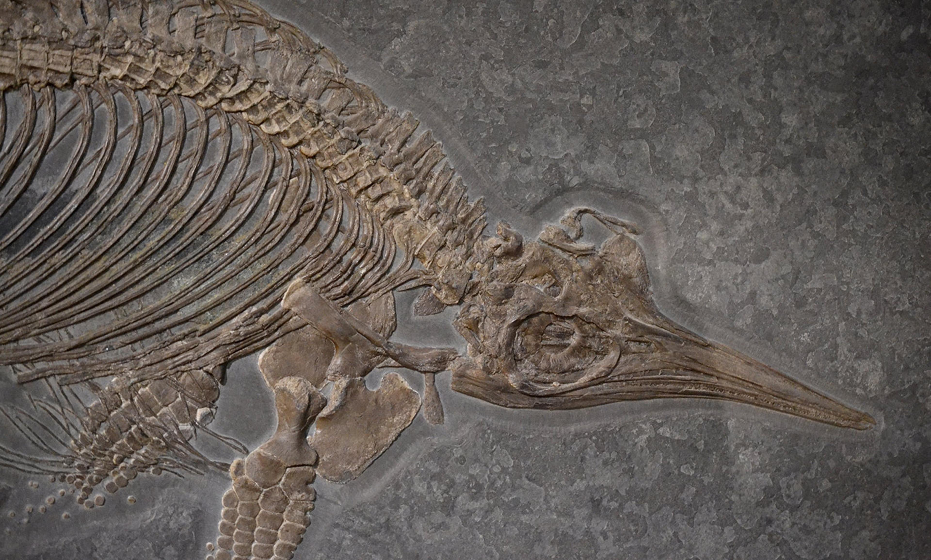<p>A stenopterygius fossil. <em>Photo courtesy Wikipedia</em></p>
