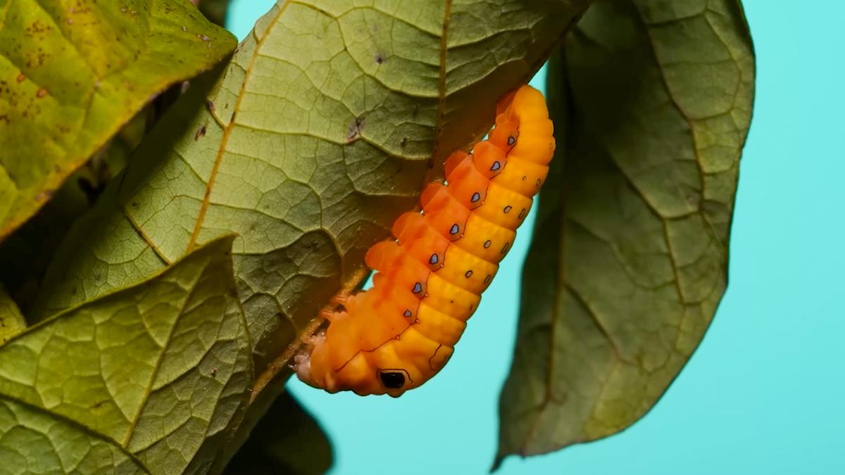 Photo of an orange caterpillar hanging from a green leaf against a turquoise background.