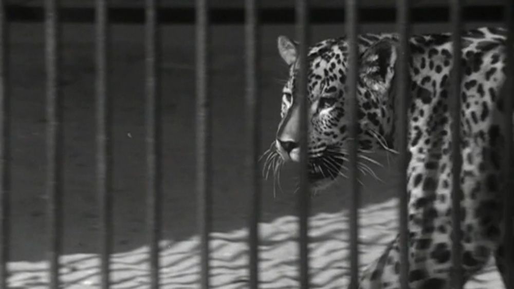 ZOO-2.jpg