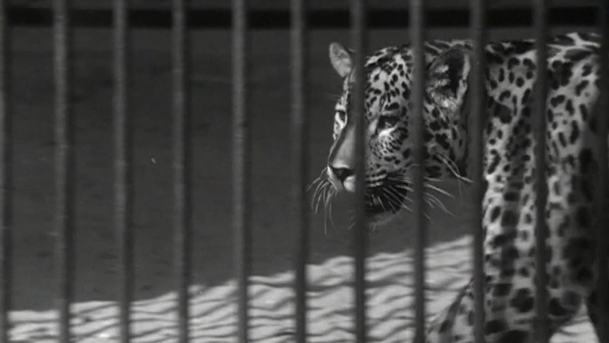 Who’s watching who at the zoo? | Aeon Videos