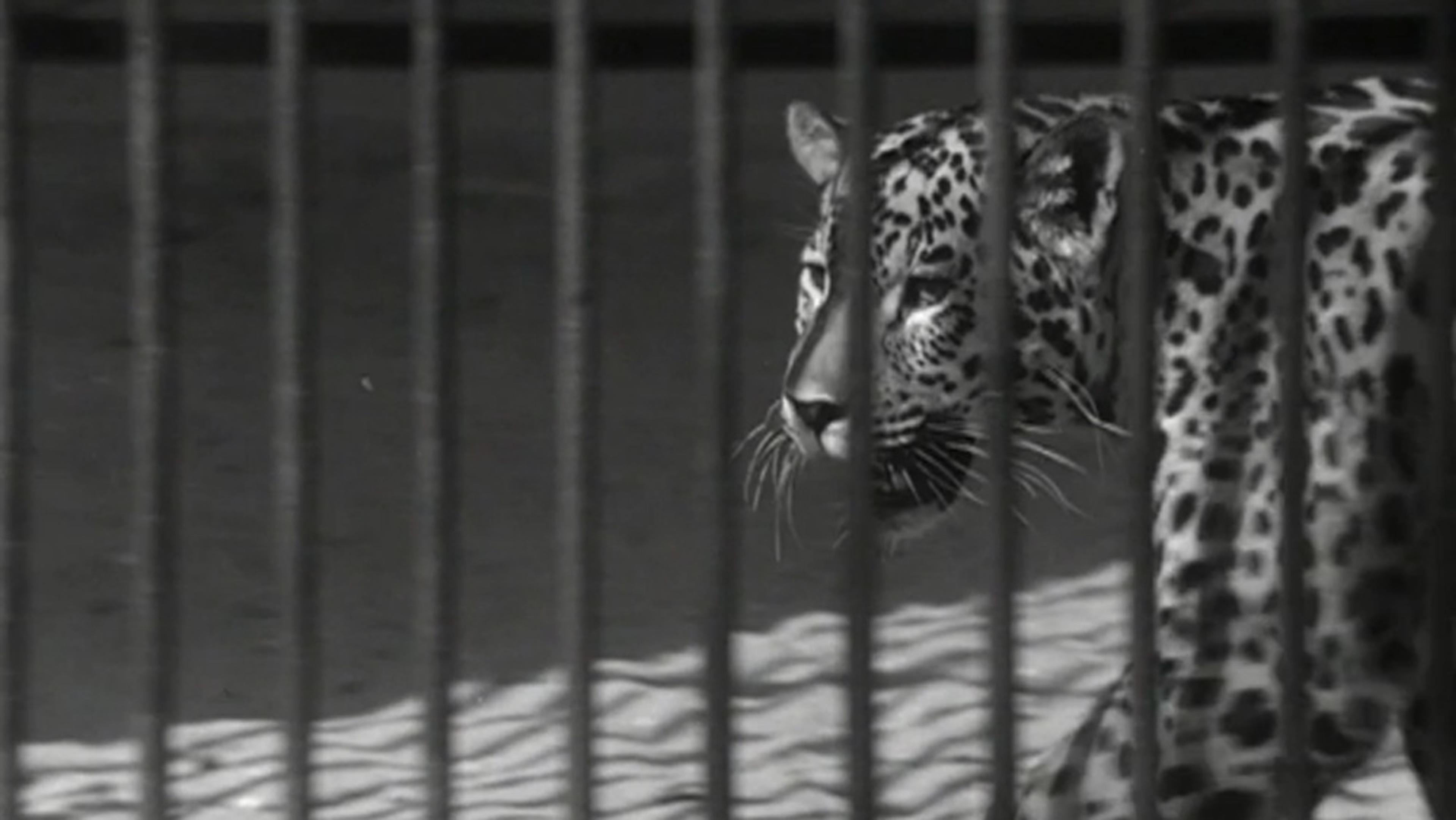 Black and white photo of a leopard behind bars in a zoo enclosure, looking to the right, with shadows cast on the ground.