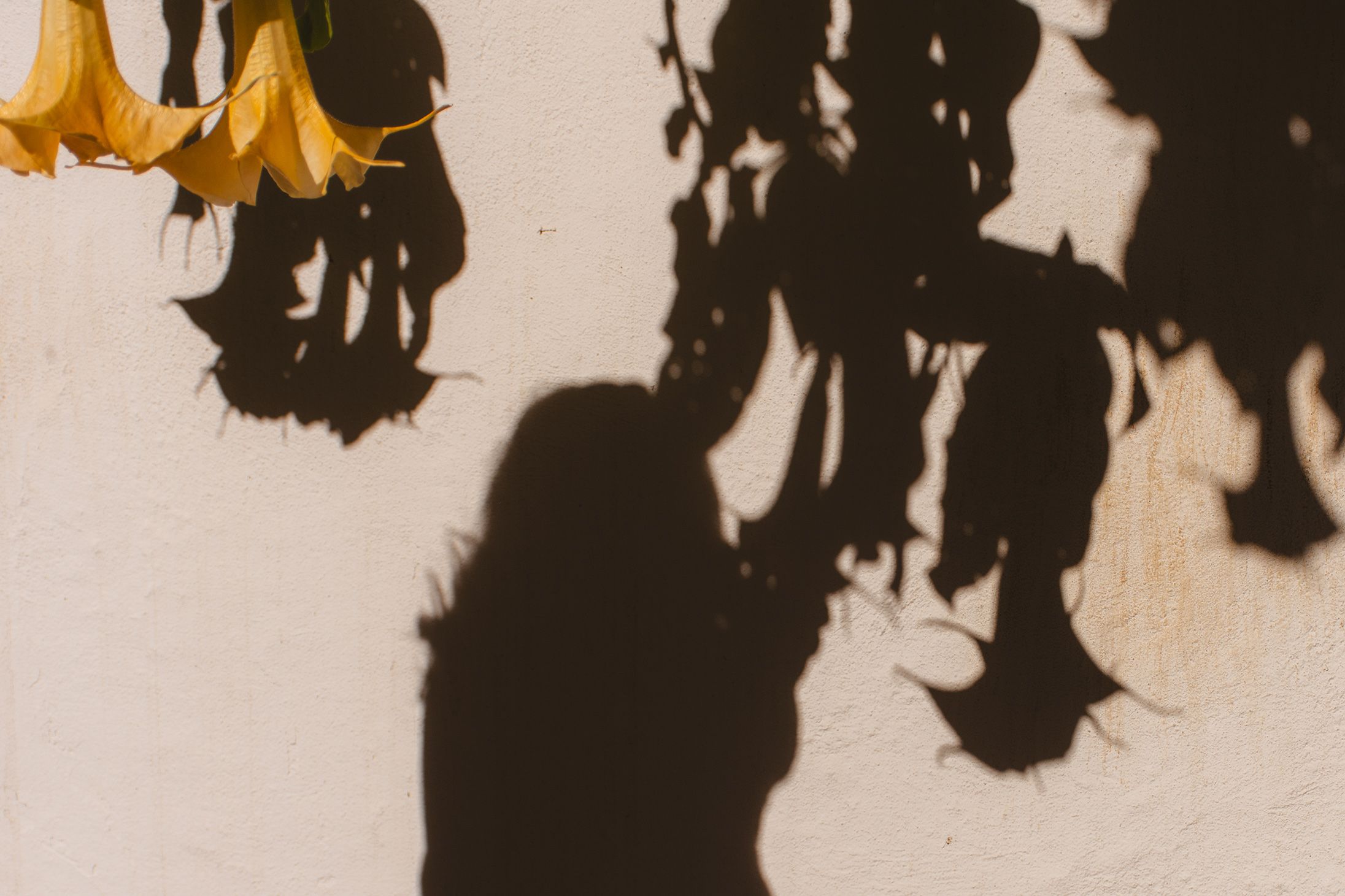 Yellow flowers and their shadows on a pale wall with a silhouette of a person’s head.