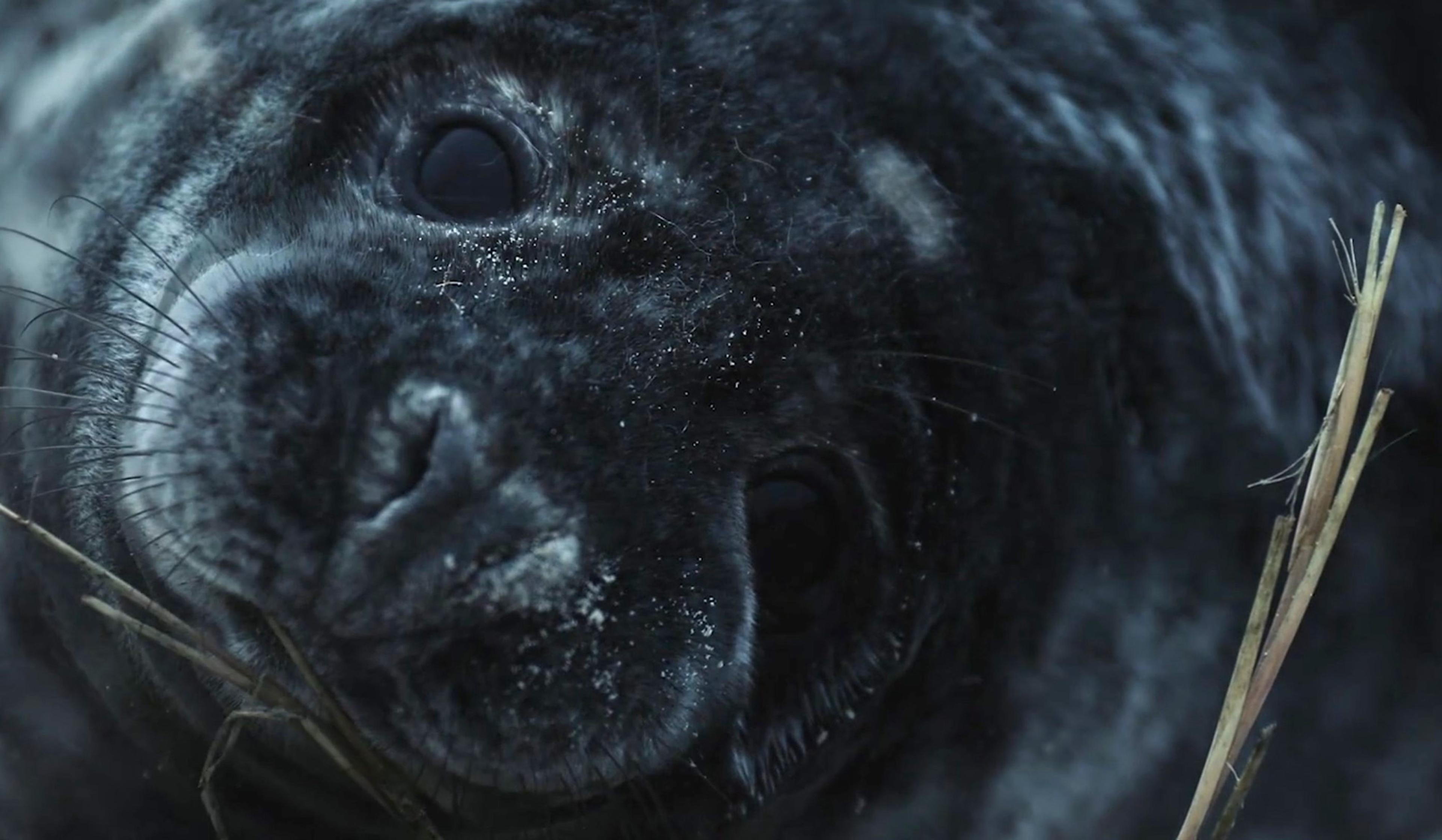 Close-up of a black and grey seal’s face with dark eyes and whiskers, lying on a sandy surface with a few pieces of dry grass nearby.