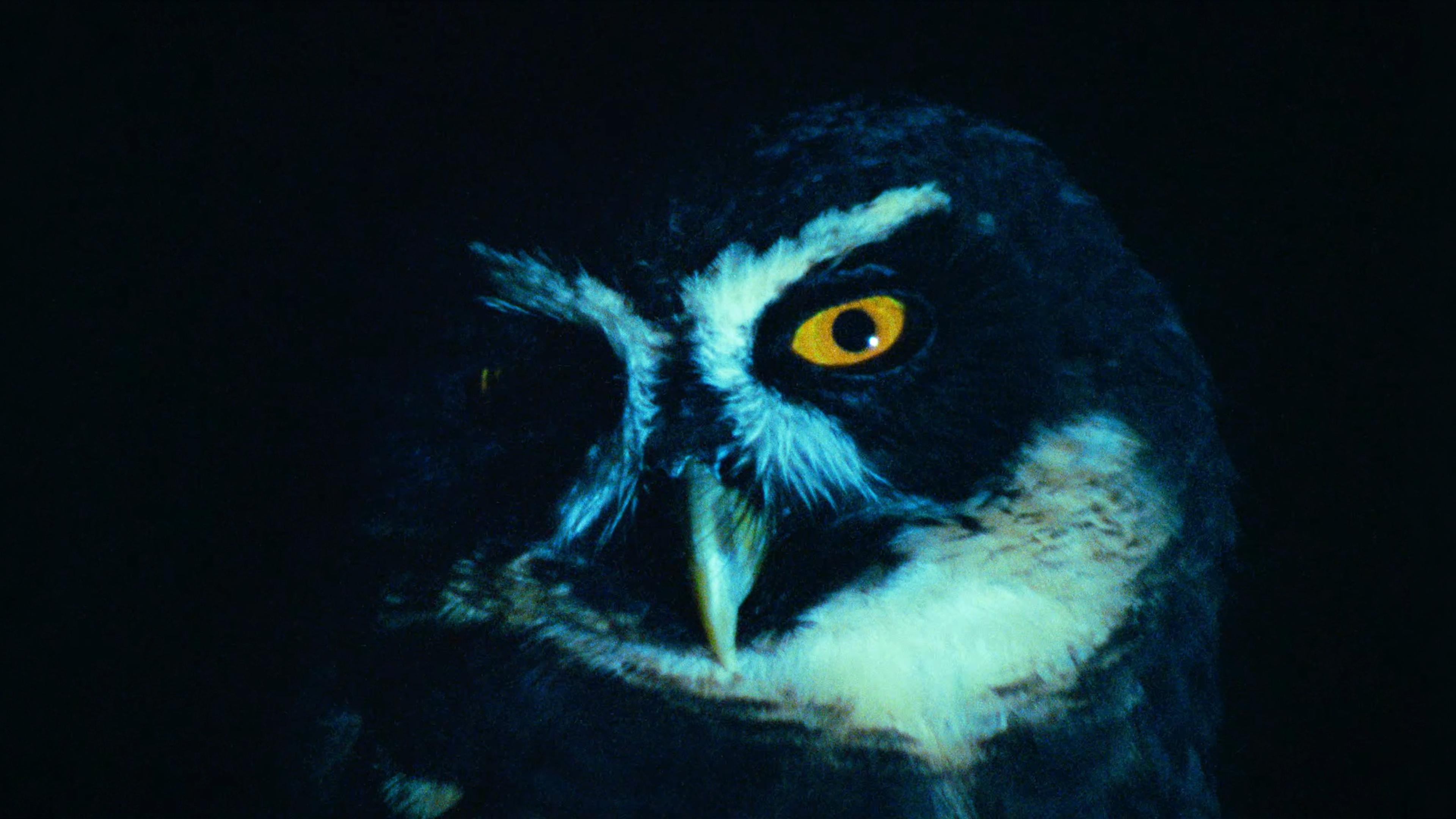 Painting of a spectacled owl with bright yellow eyes against a dark background, highlighting its feathers and beak.