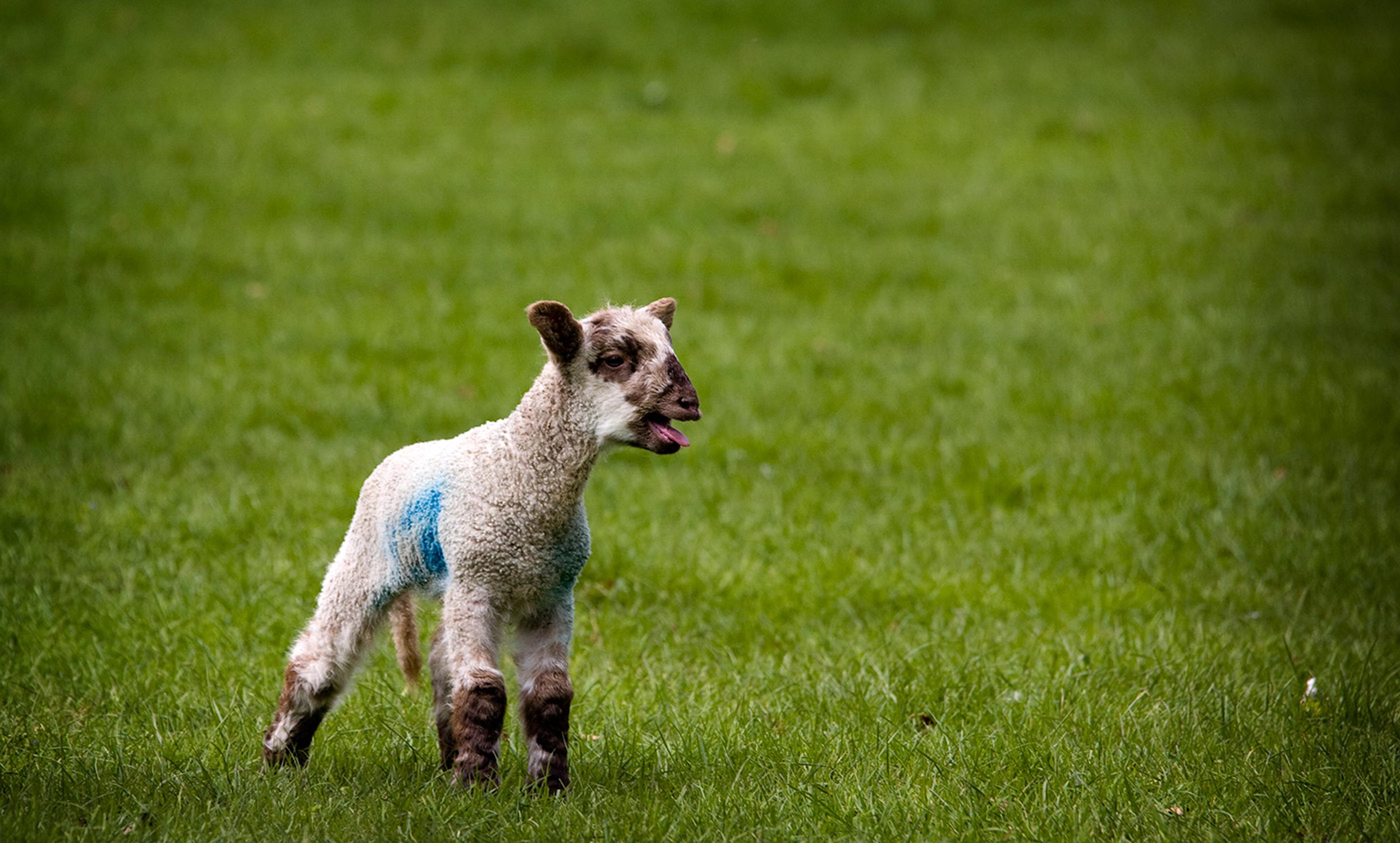 A lamb with a blue mark on its side standing on green grass, its tongue sticking out, background out of focus.
