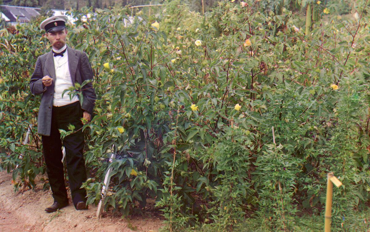 A man in a uniform stands in a garden filled with tall green plants and yellow flowers, smoking a cigarette.