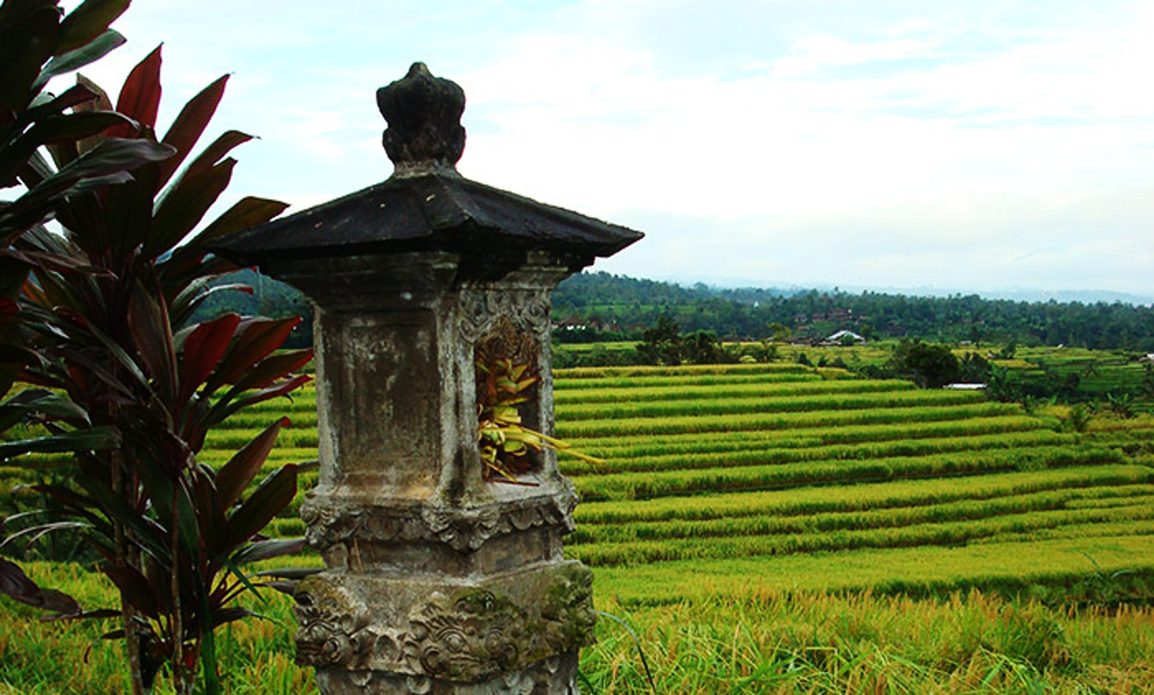 <p><em>Metis</em> as <em>subak</em>. The traditional Balinese irrigation system for rice farmers. <em>Courtesy Wikipedia</em></p>