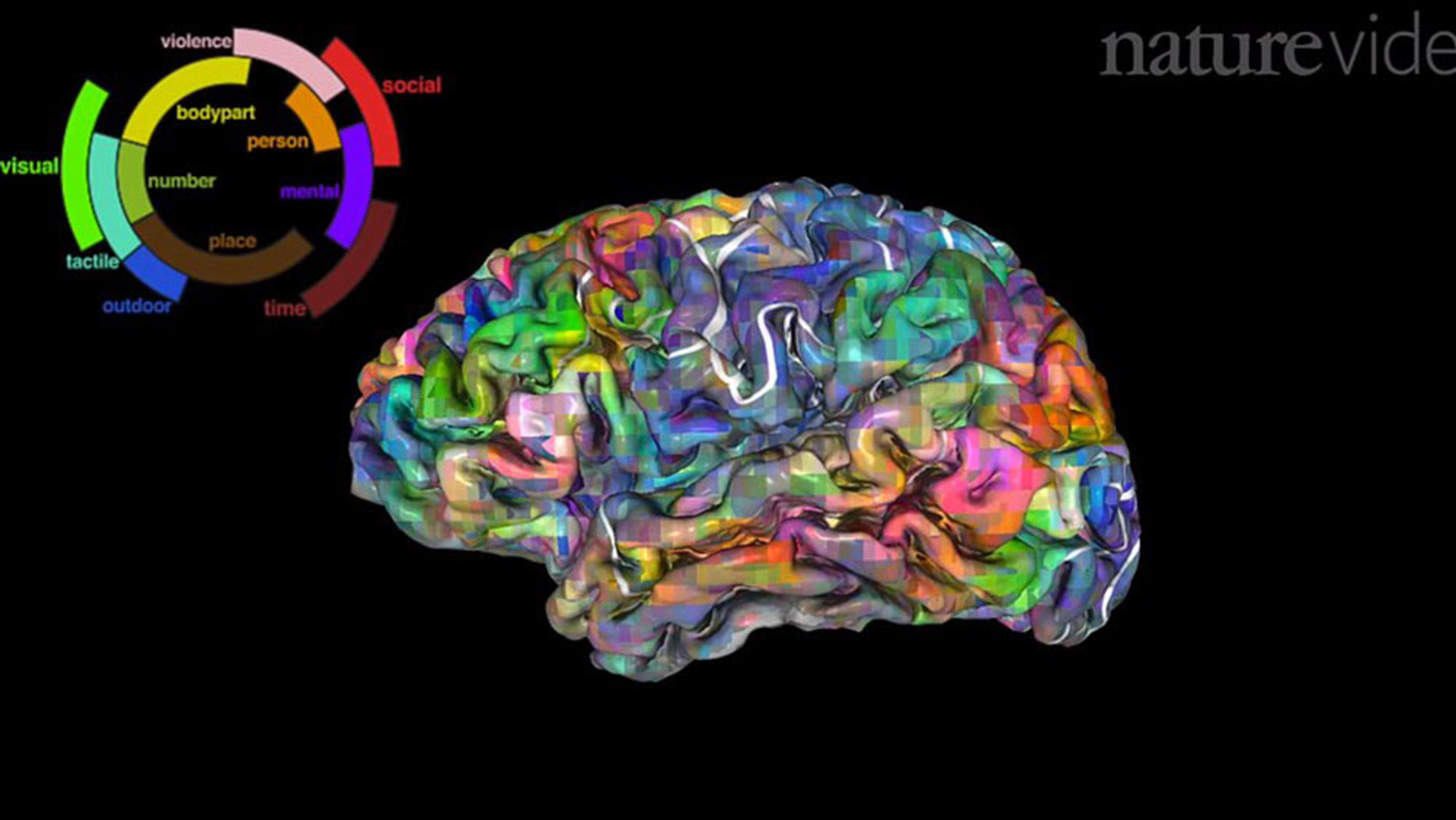 See how our brains group words by meaning in surprisingly complex semantic  maps