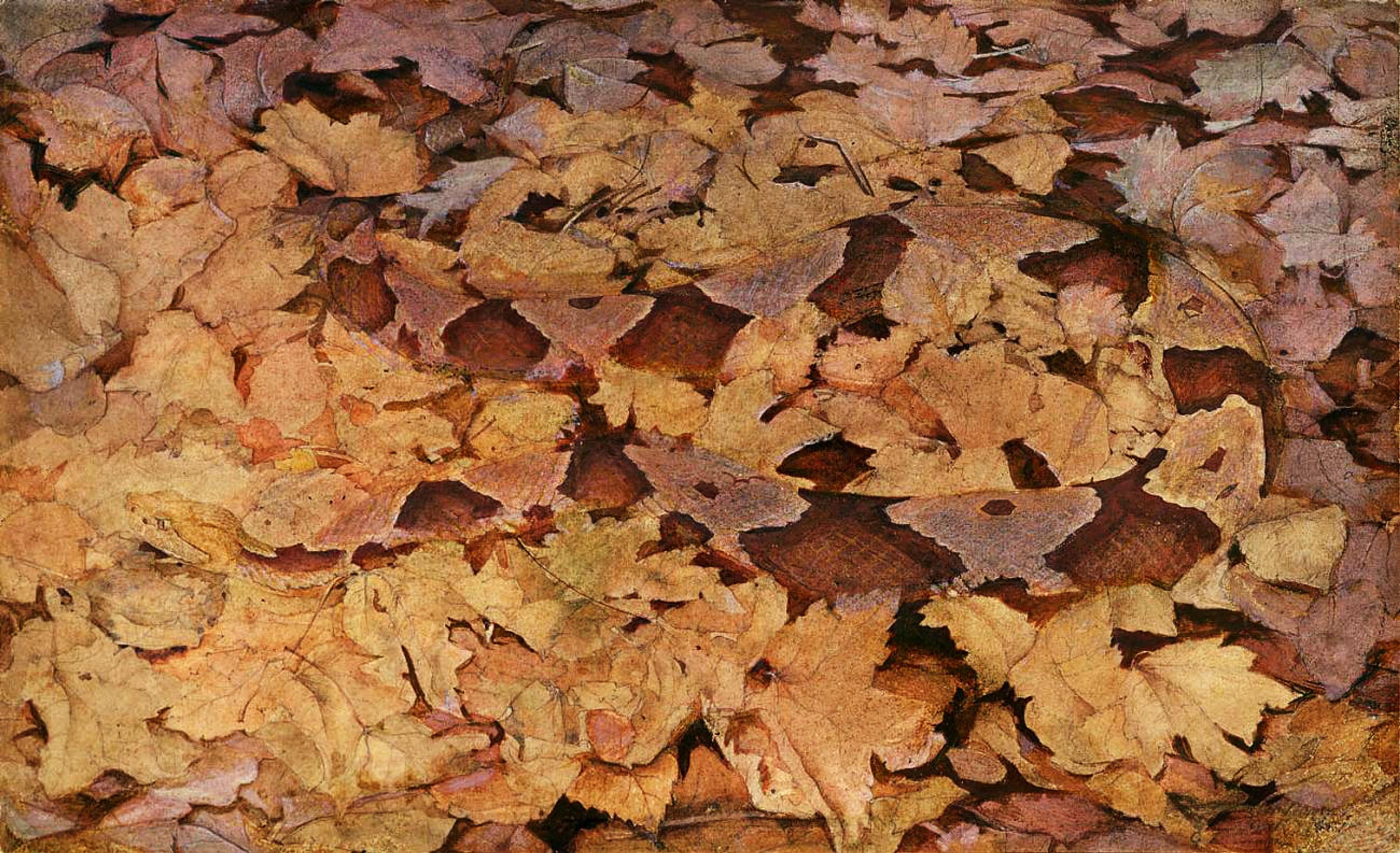 Dry brown leaves on the forest floor, creating a textured, autumnal scene with varied shades of brown and orange.