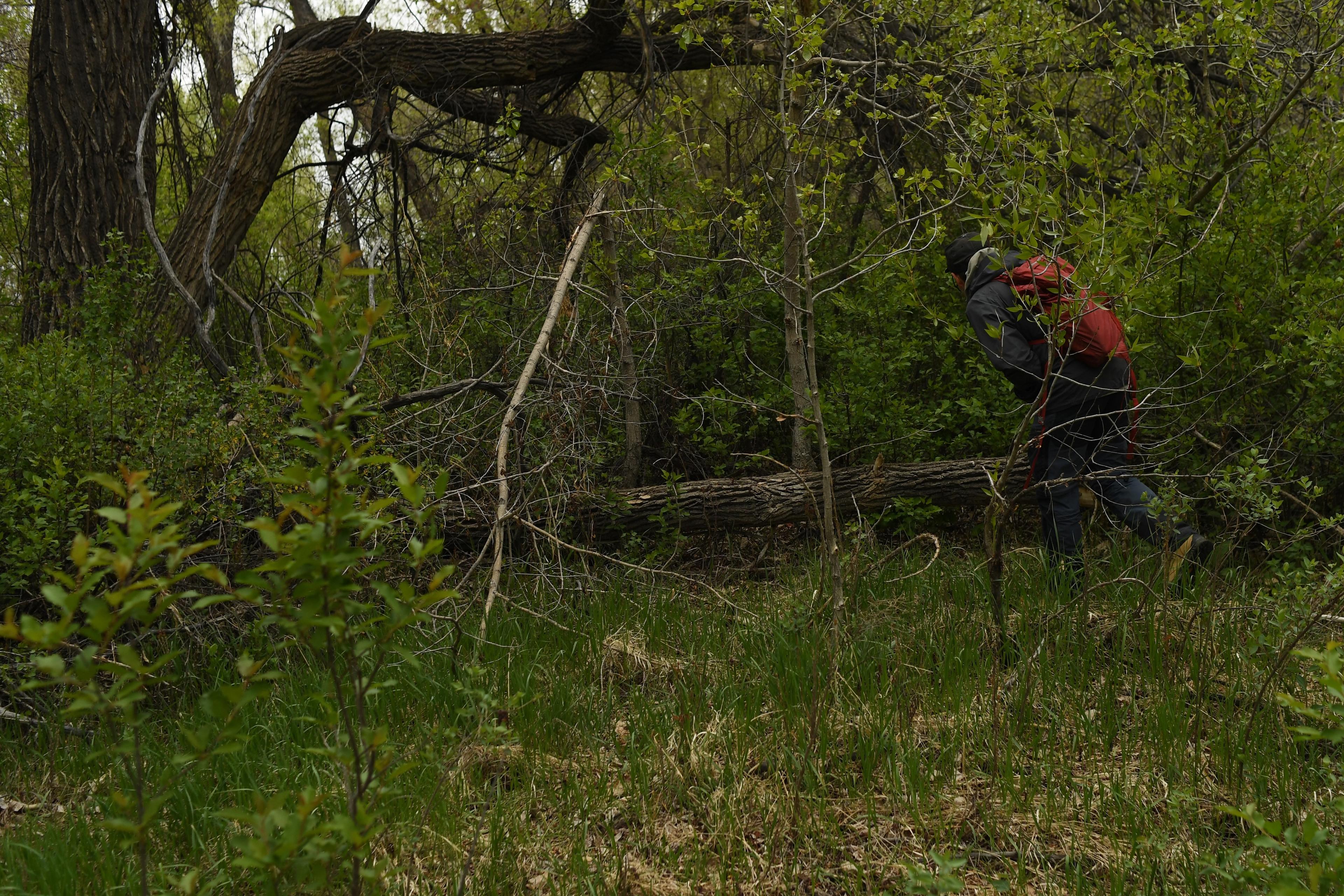 Photo of a person with a red backpack navigating through dense green forest and fallen trees.