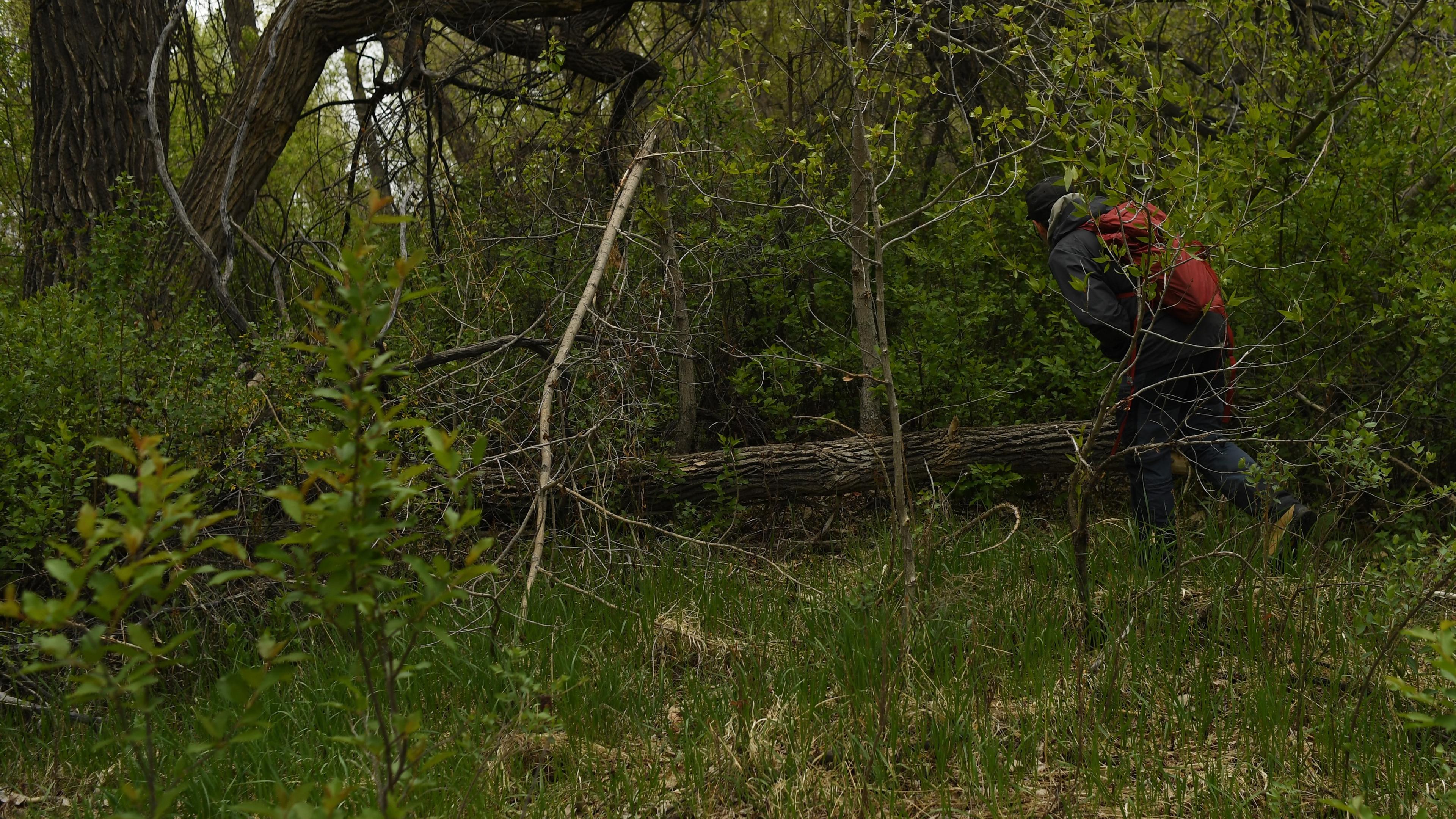 Photo of a person with a red backpack navigating through dense green forest and fallen trees.