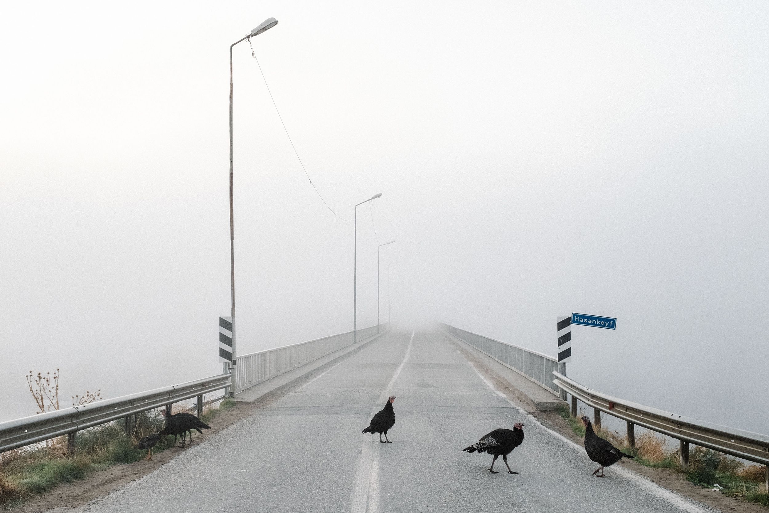 Turkeys crossing a foggy bridge with lamp posts, guardrails and a “Hasankeyf” sign visible.
