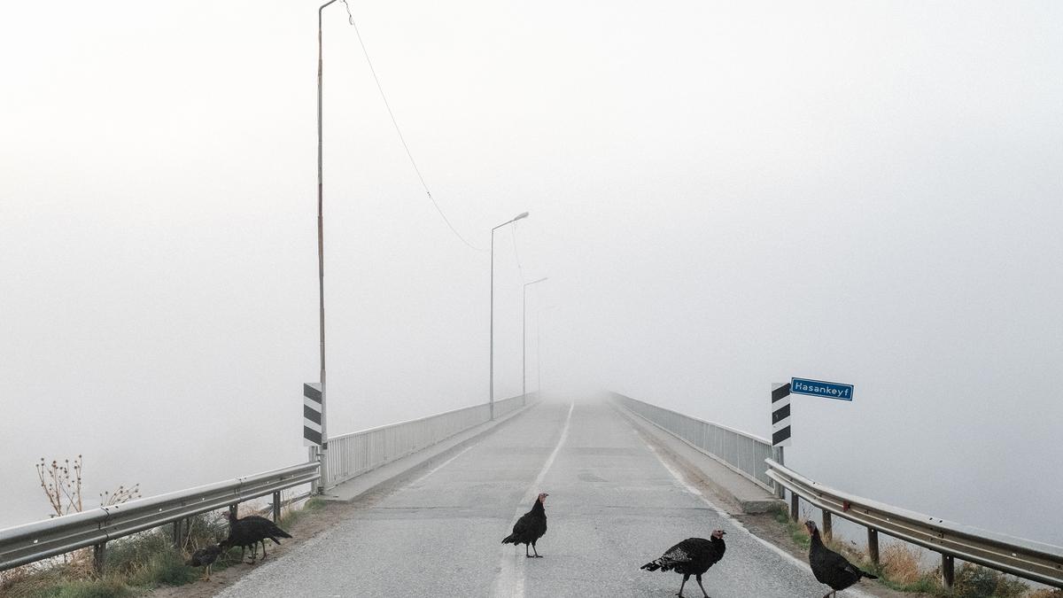 Turkeys crossing a foggy bridge with lamp posts, guardrails and a “Hasankeyf” sign visible.
