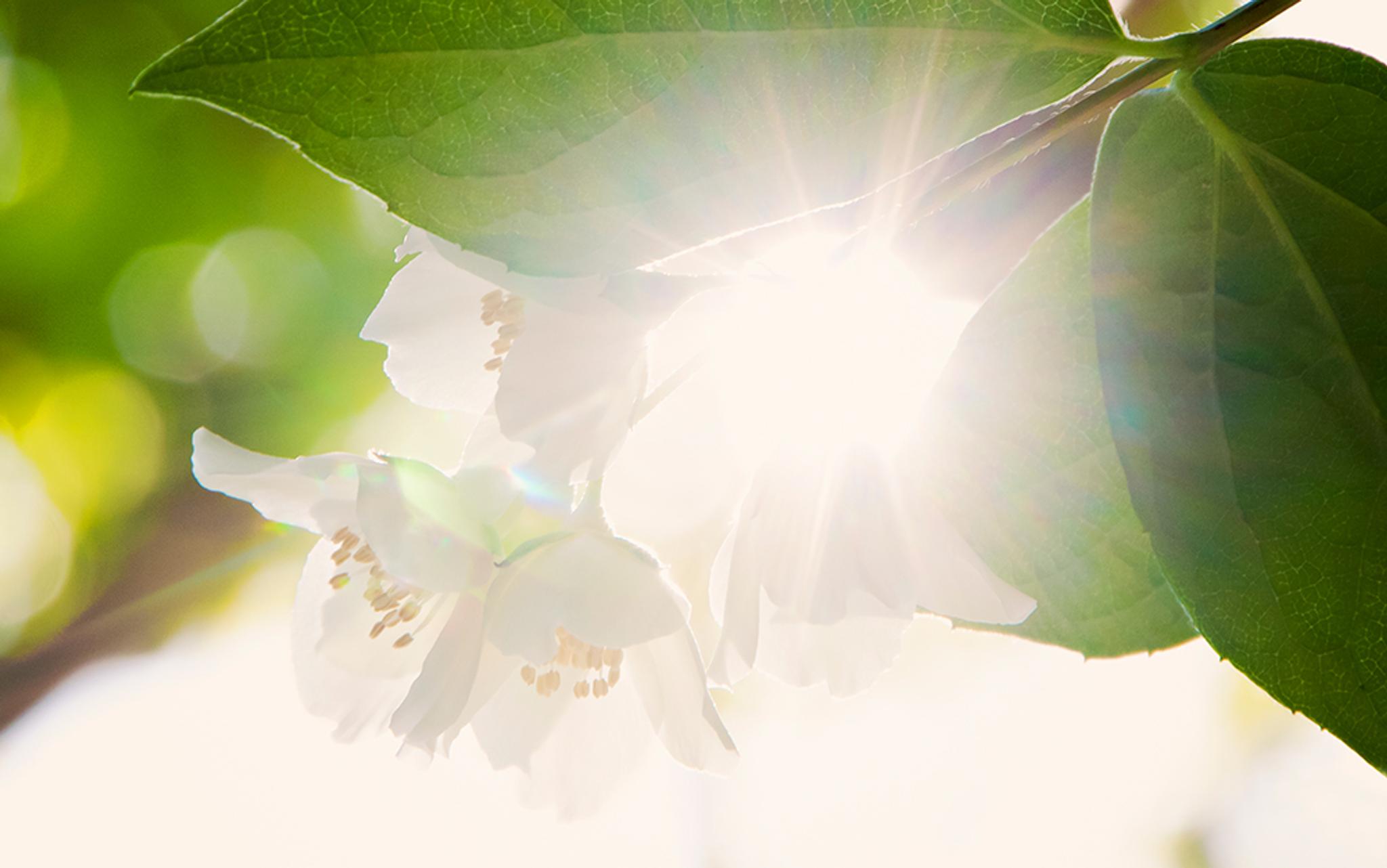 Could we mimic photosynthesis to tap into the Sun’s energy? Aeon Essays