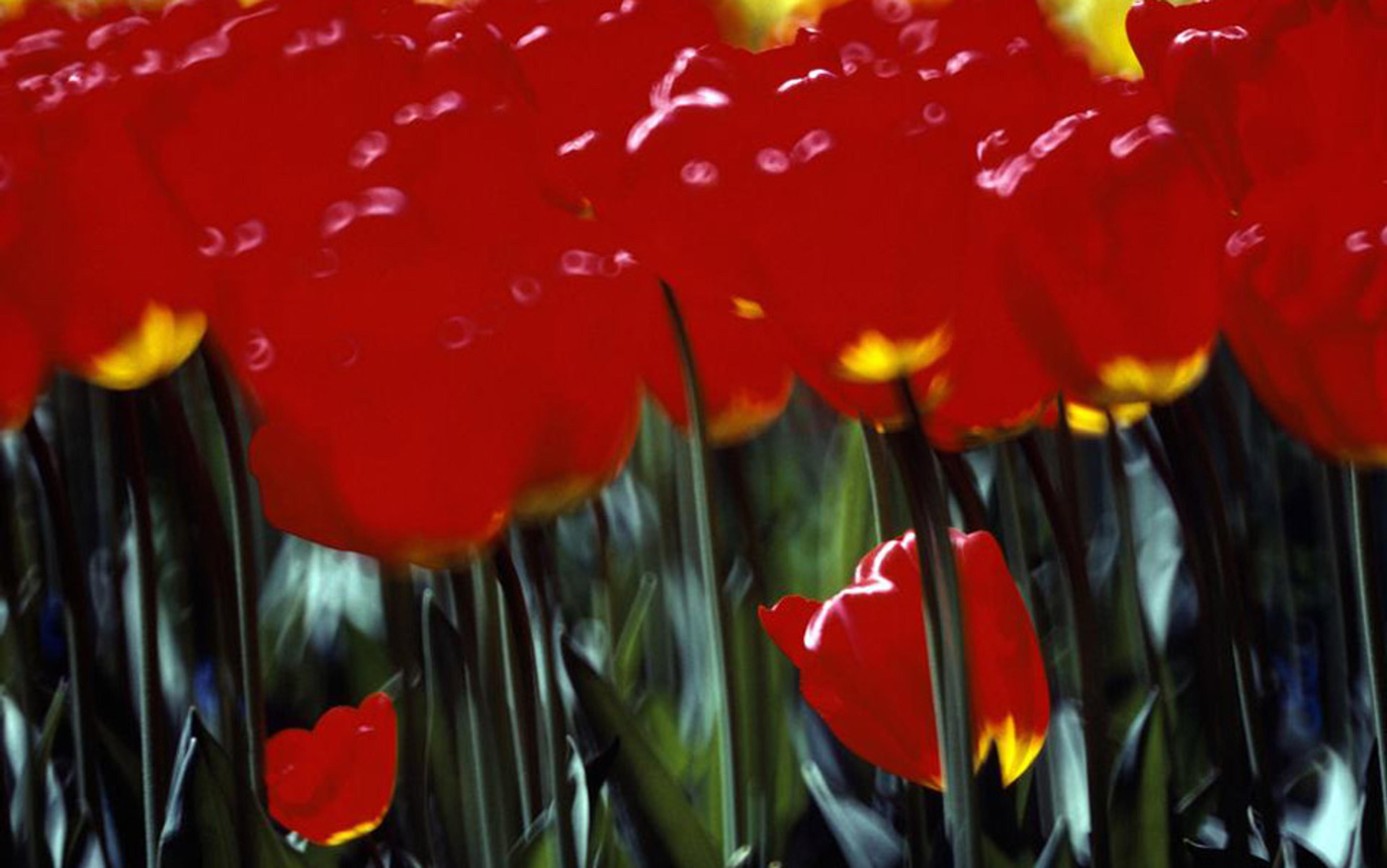 Vibrant red tulips in a garden with green stems. The image is softly focused, giving it a dreamy, abstract appearance.