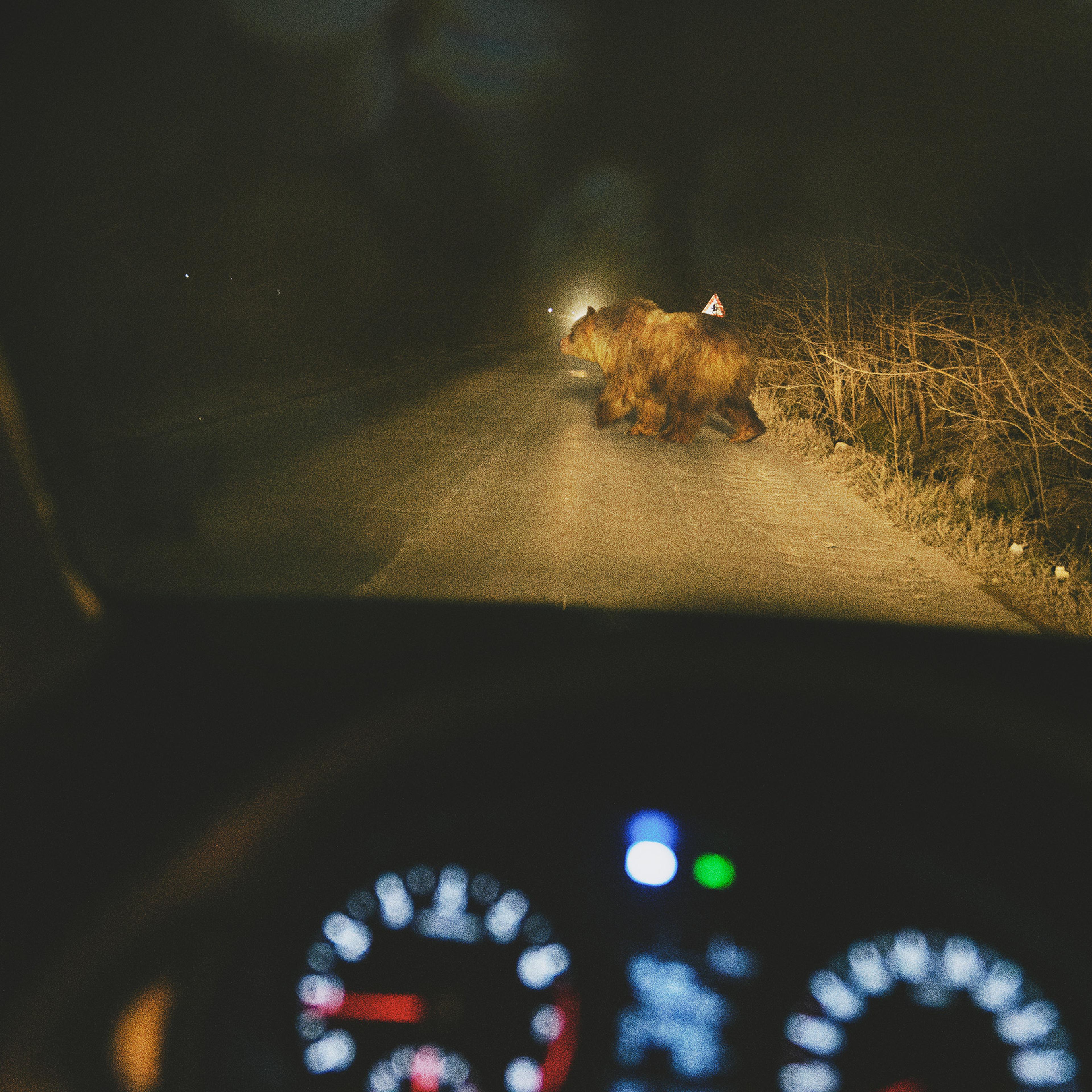 Seen through the windscreen a large bear is crossing a country road at night caught in the headlights of a car