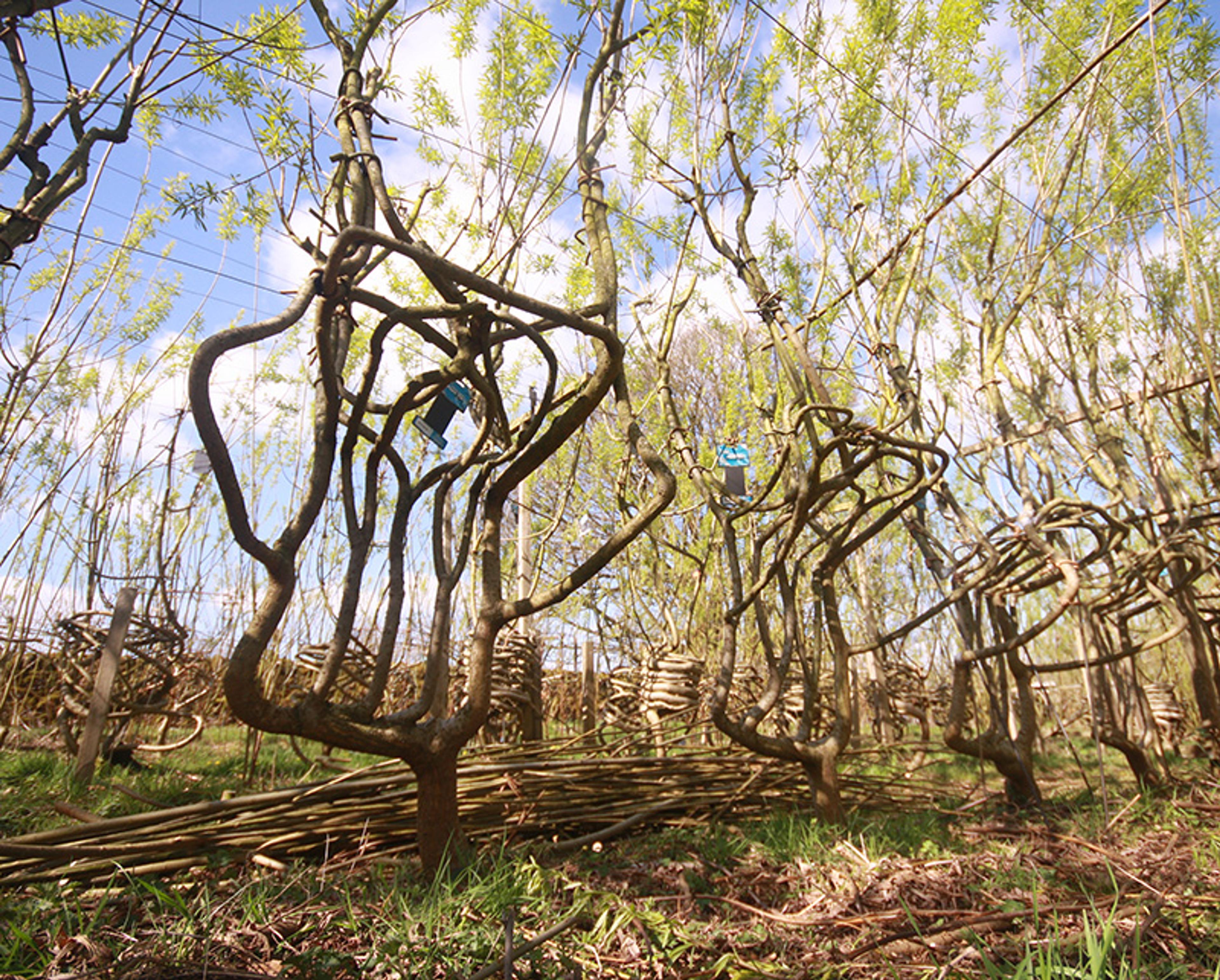 Trees with branches intricately intertwined to form unique shapes, against a bright sky with scattered clouds and lush foliage.