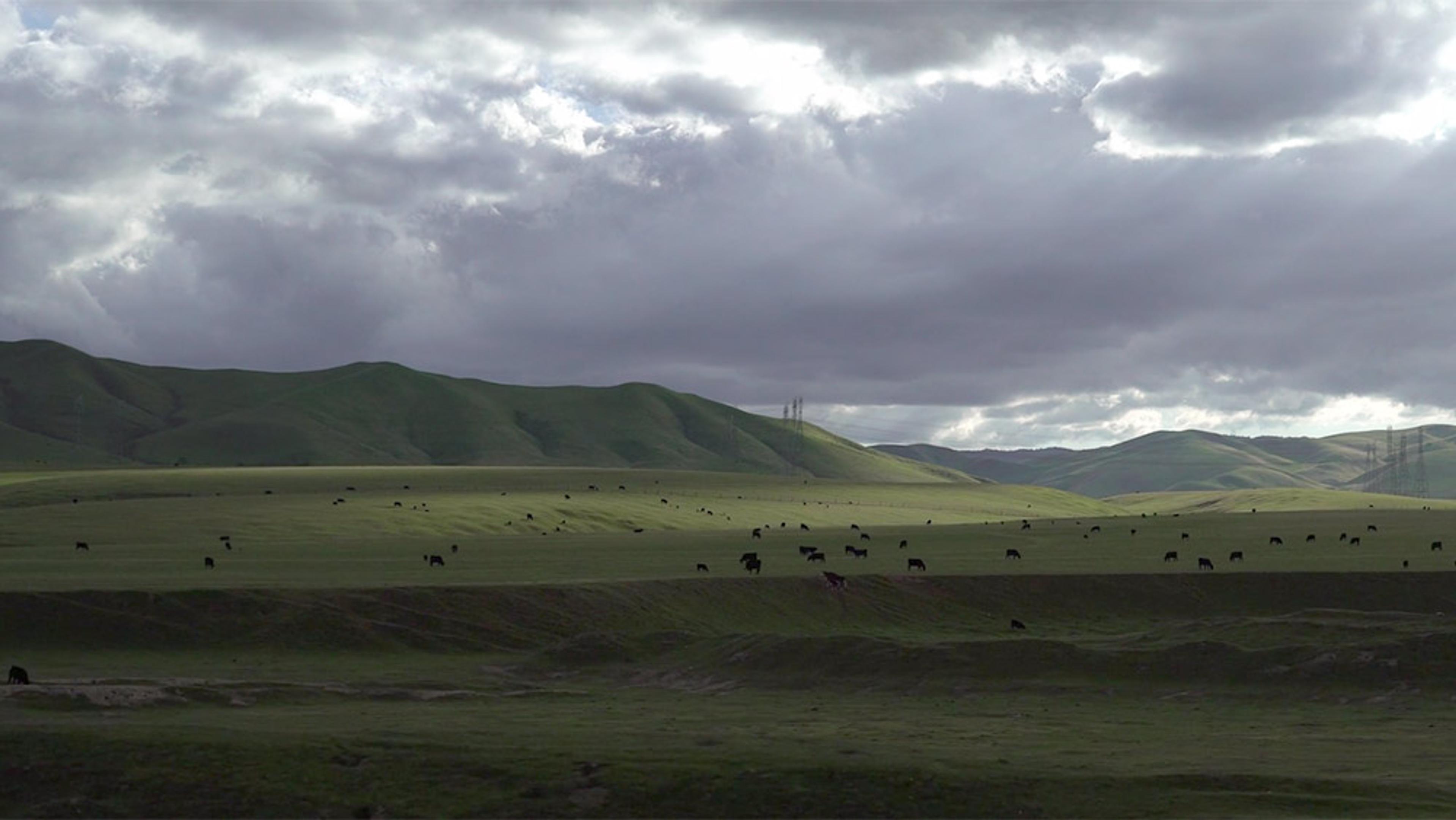 A green, hilly landscape with cattle grazing under a dramatic cloudy sky; transmission towers are visible in the background.