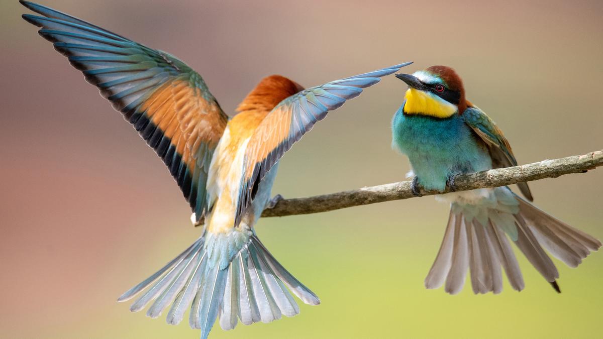 Two colourful birds on a branch one with wings spread against a blurred background.